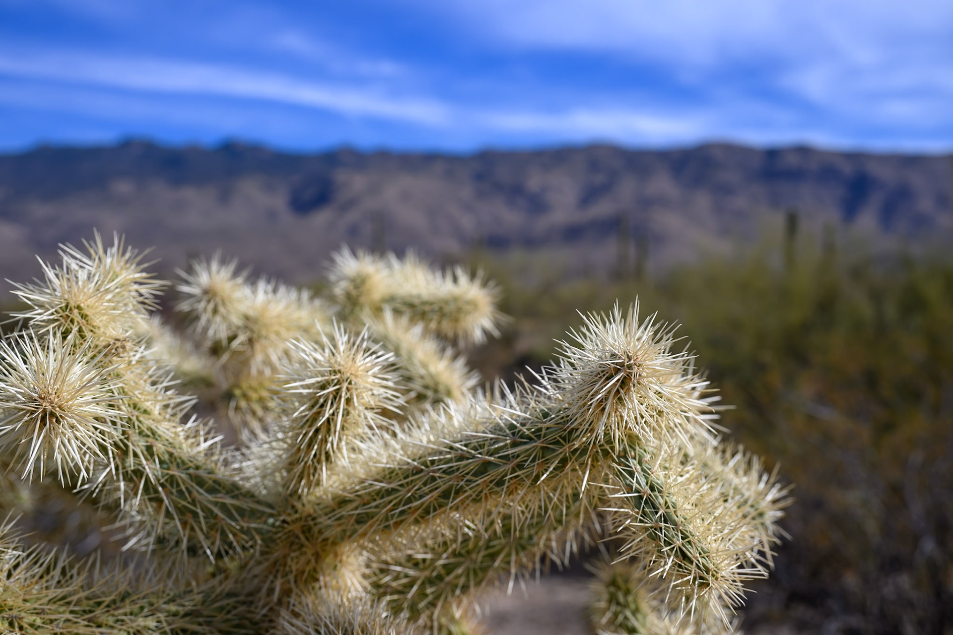 Saguaro National Park, Arizona