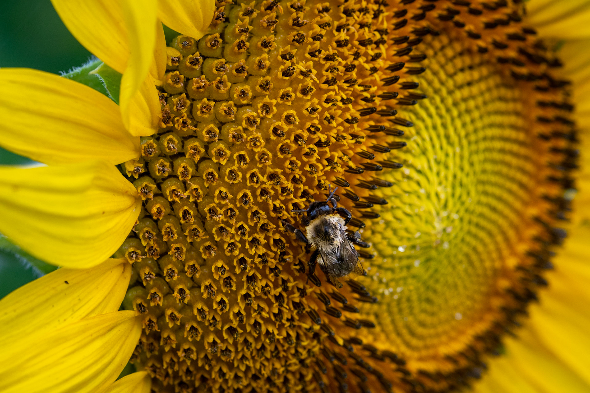 Dorothea Dix Sunflowers