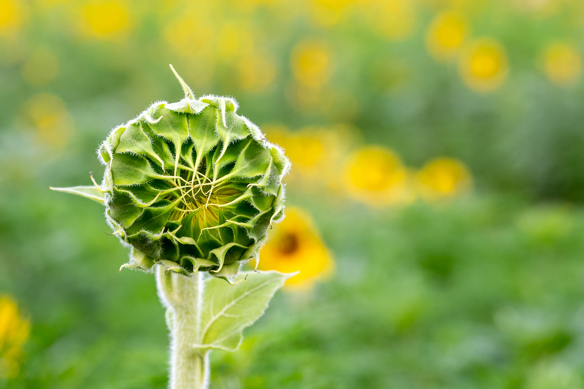 Dorothea Dix Sunflowers