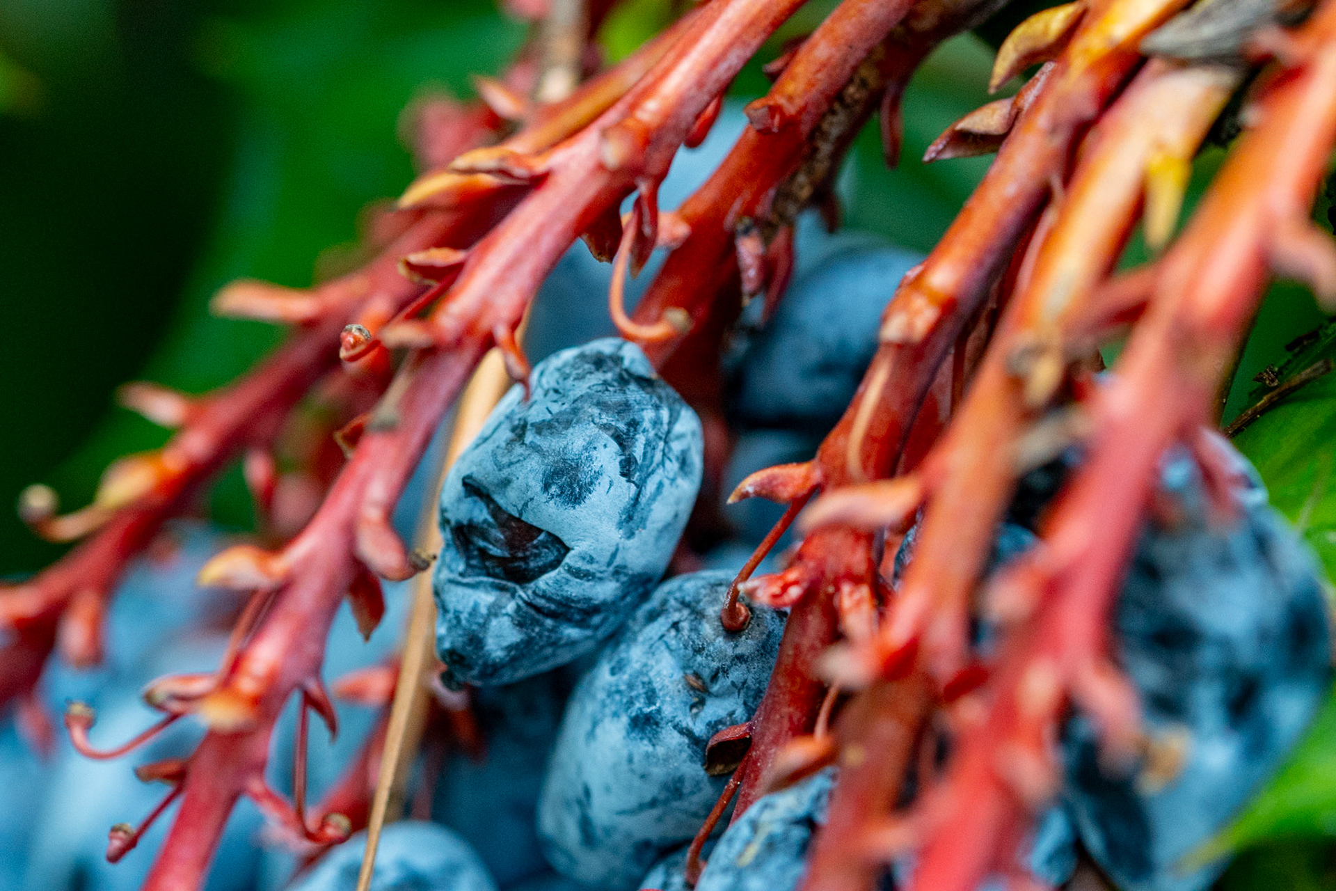 Leatherleaf Mahonia
