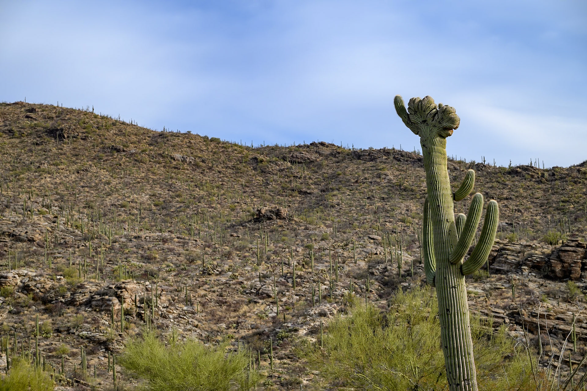 Saguaro National Park, Arizona