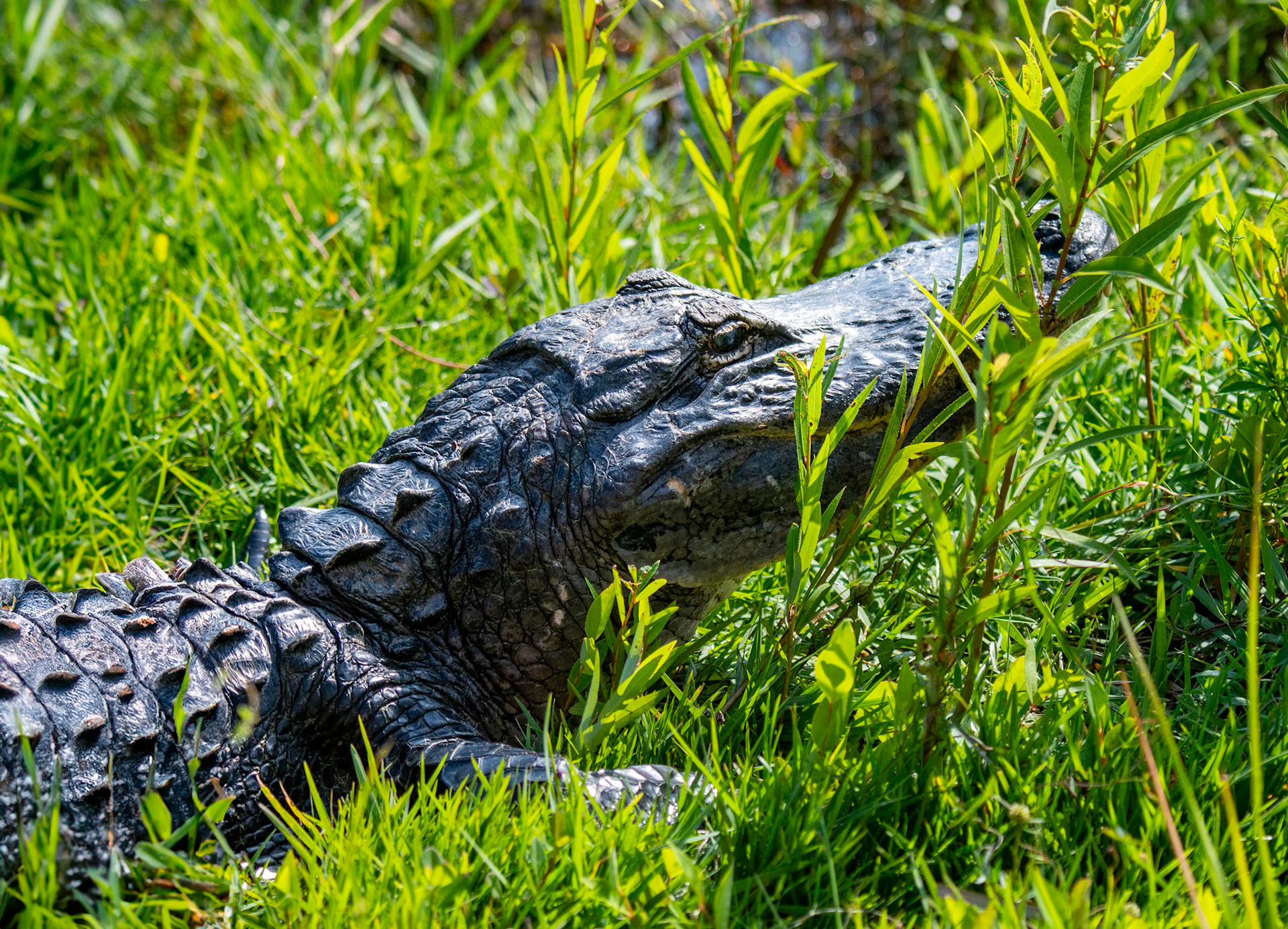 Everglades National Park, Florida