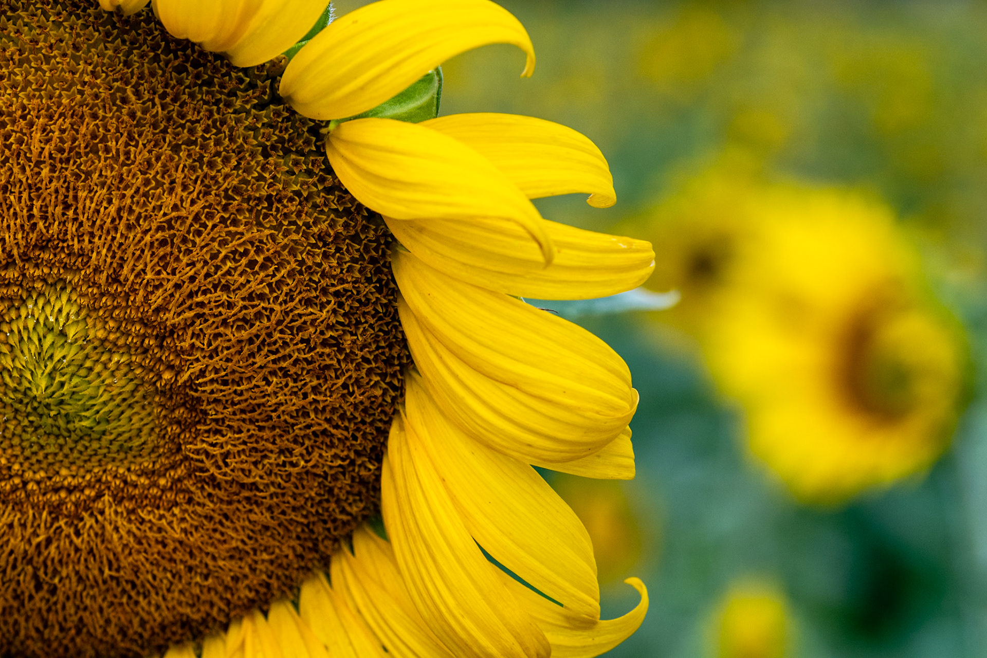 Dorothea Dix Sunflowers