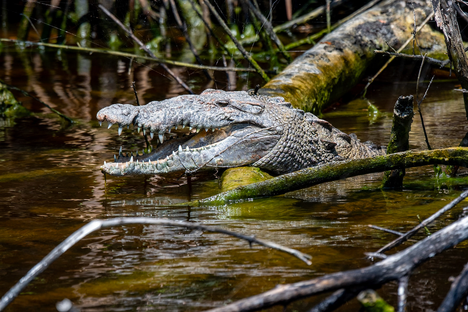 Everglades National Park, Florida