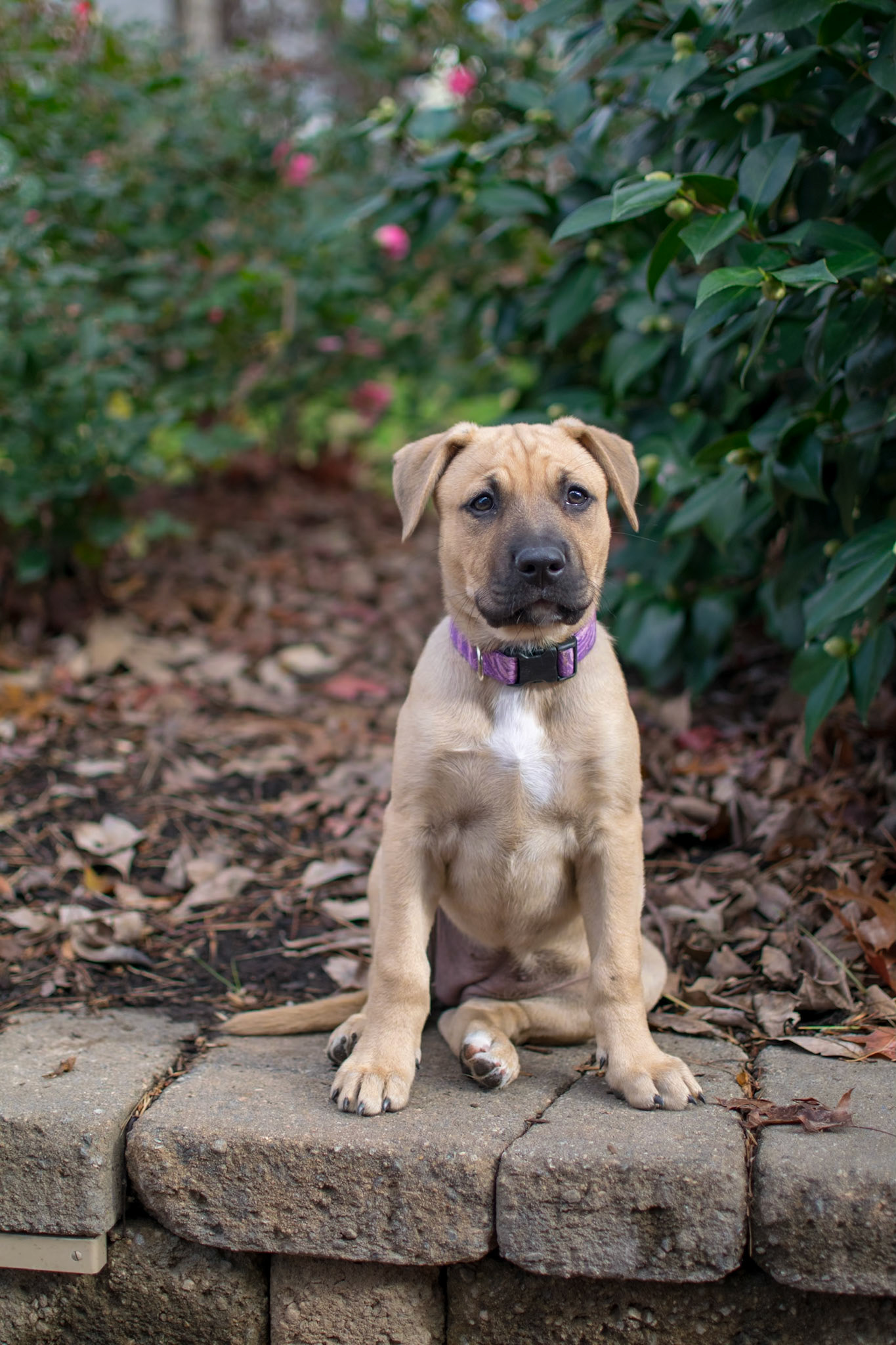 Puppy Ivy