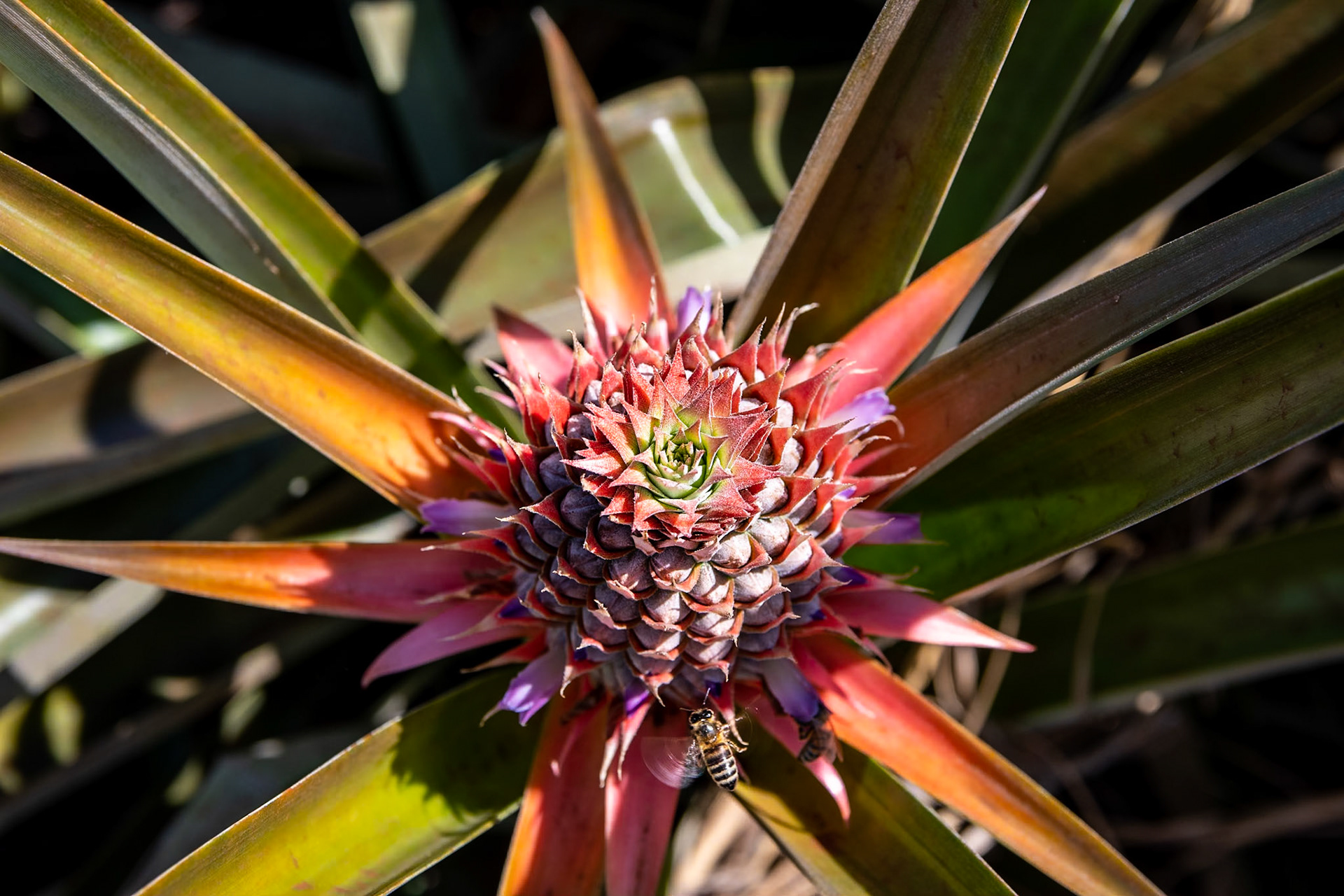 Pineapple