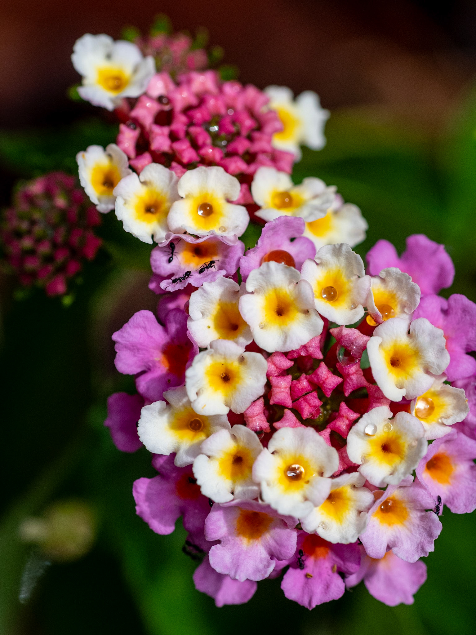 Lantana