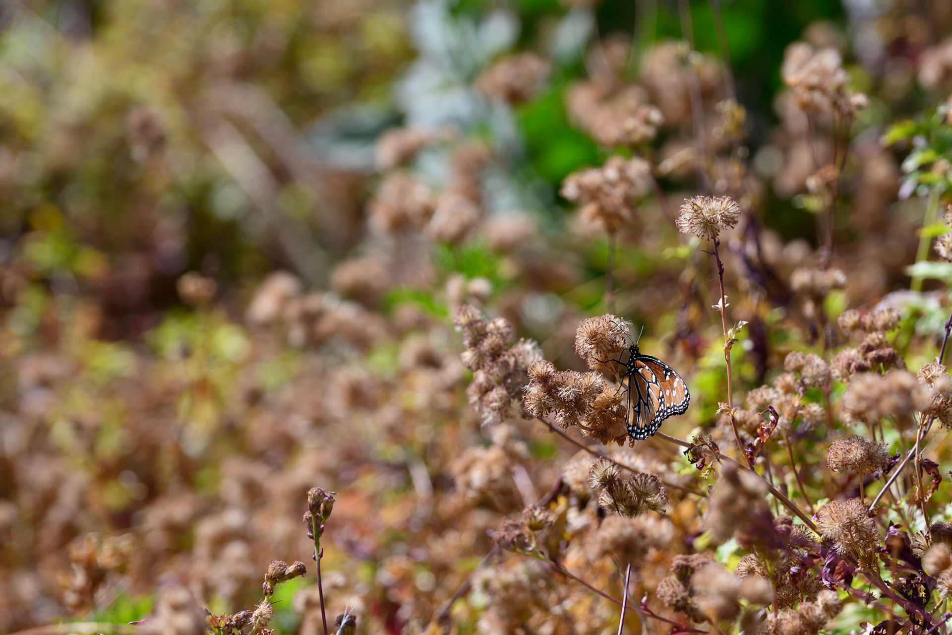 Saguaro National Park, Arizona