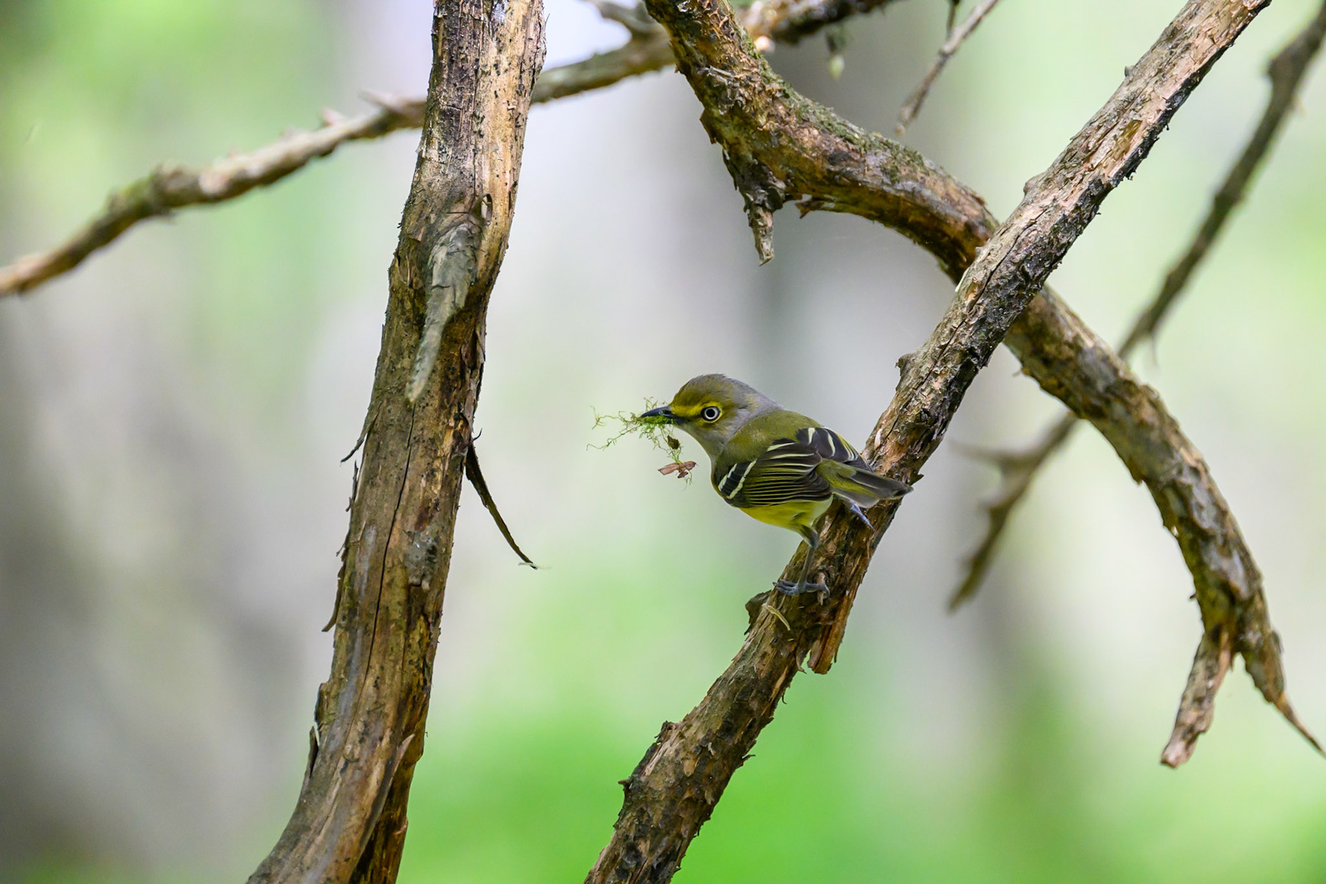 Brumley Nature Preserve