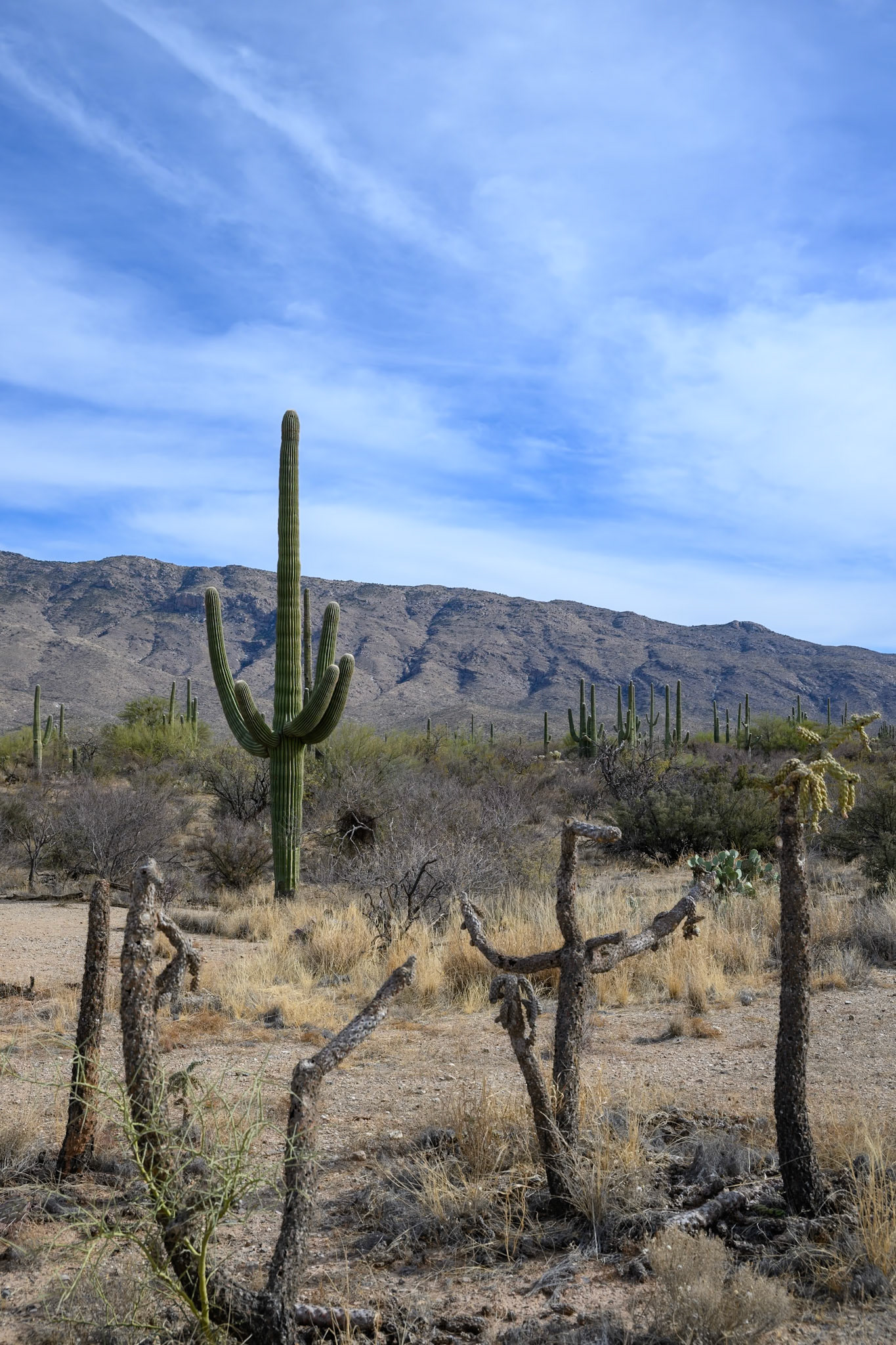 Saguaro National Park, Arizona