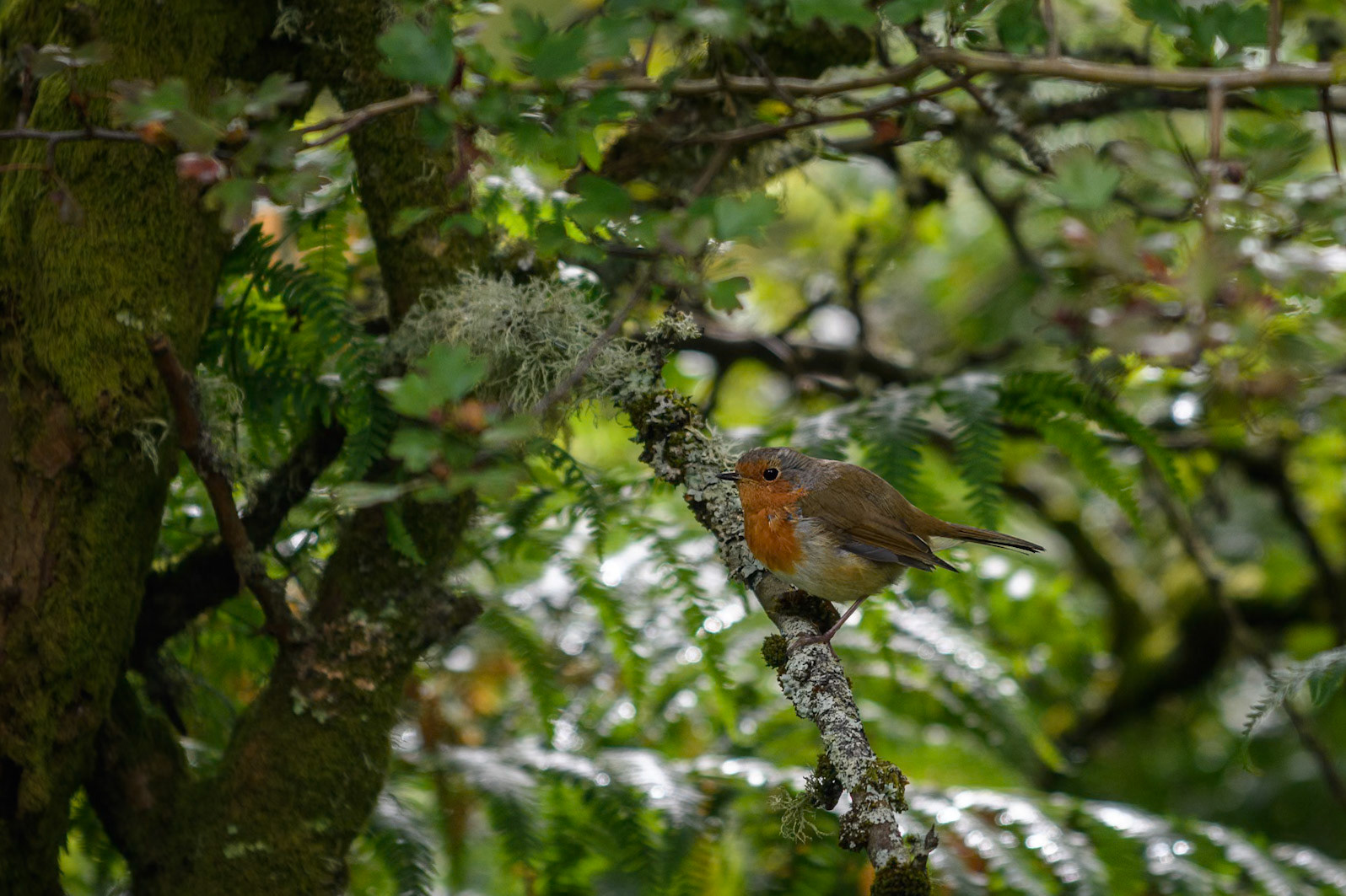 Loch Lomond