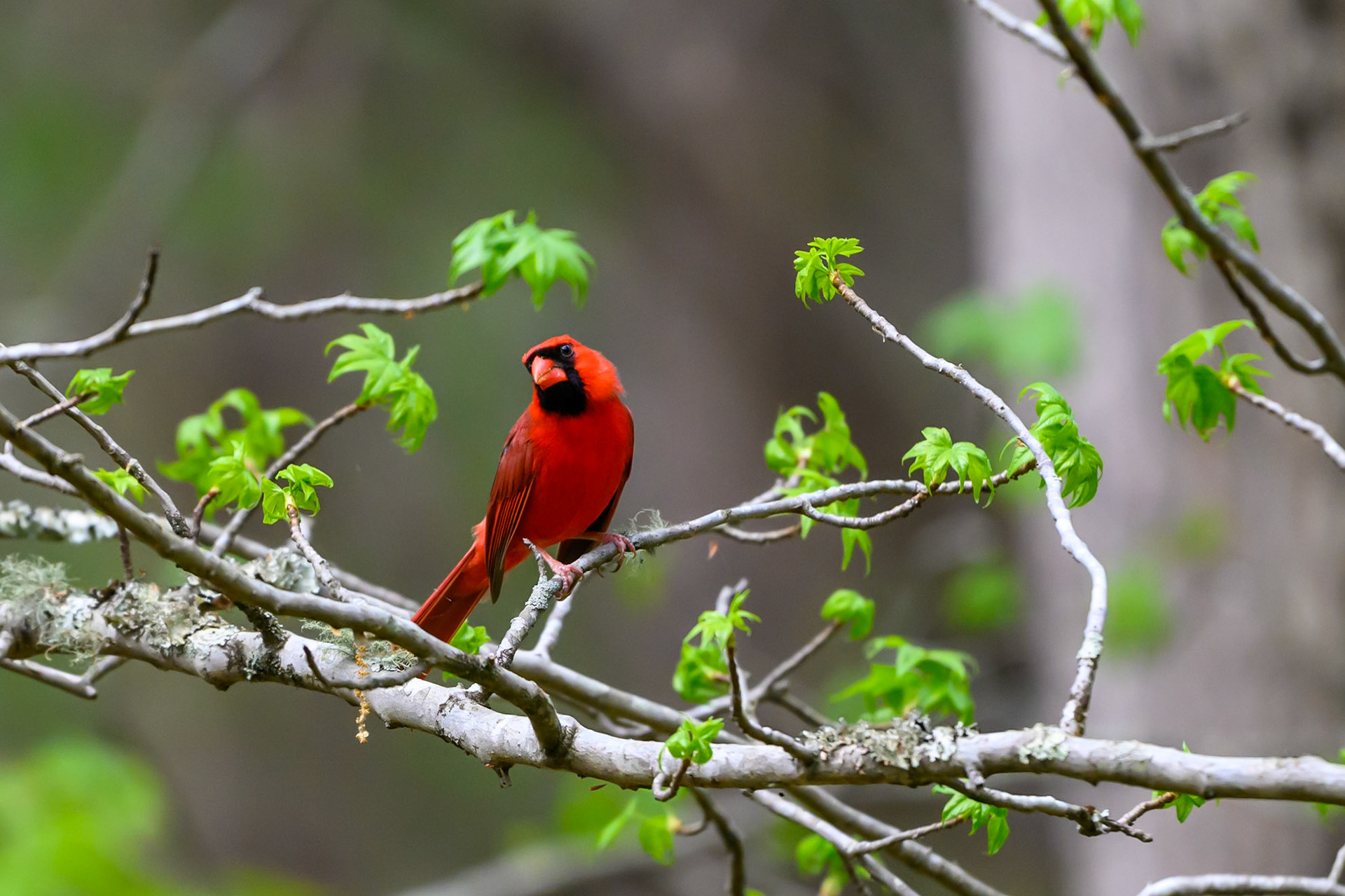 Brumley Nature Preserve