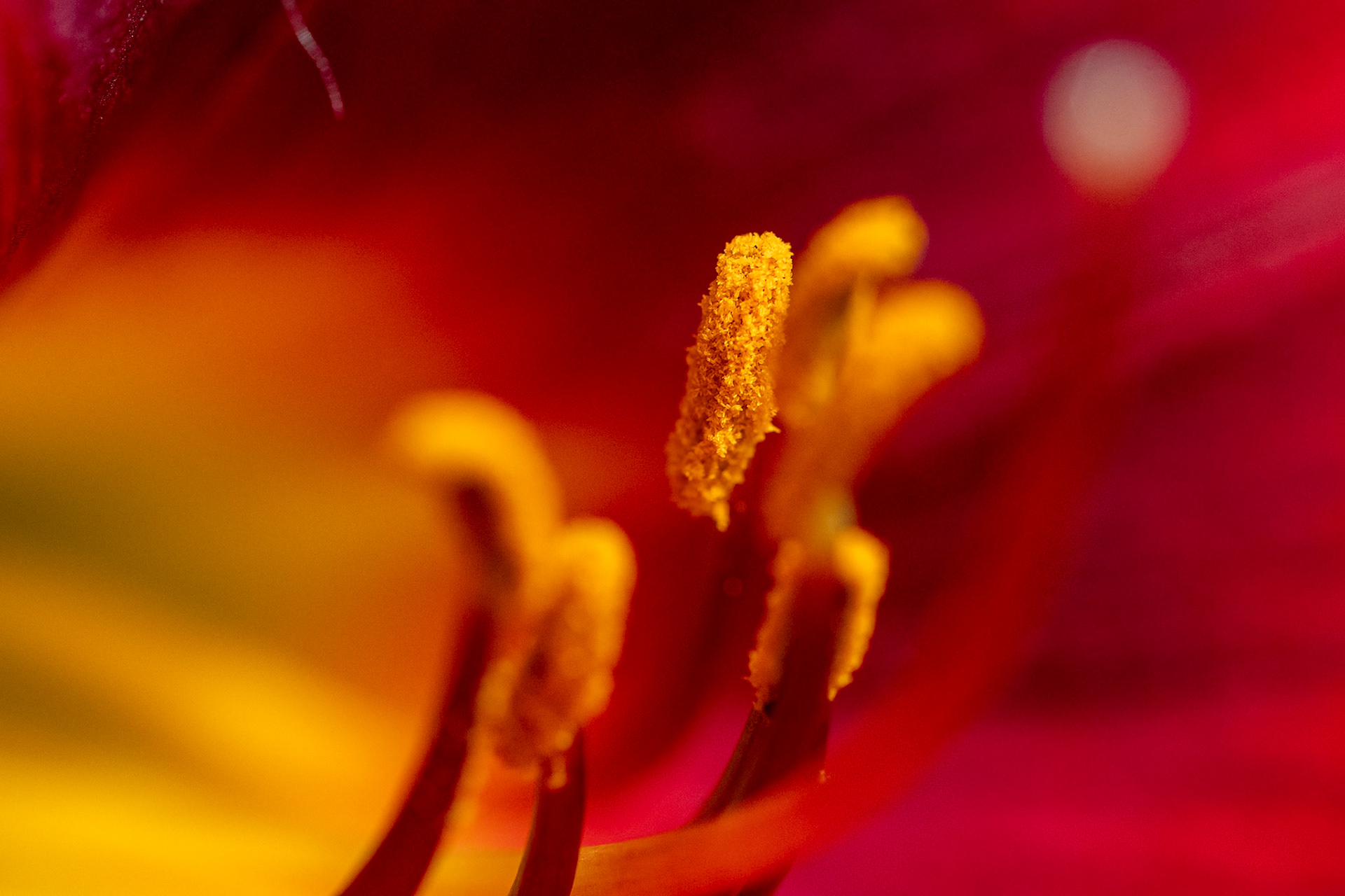 Lily