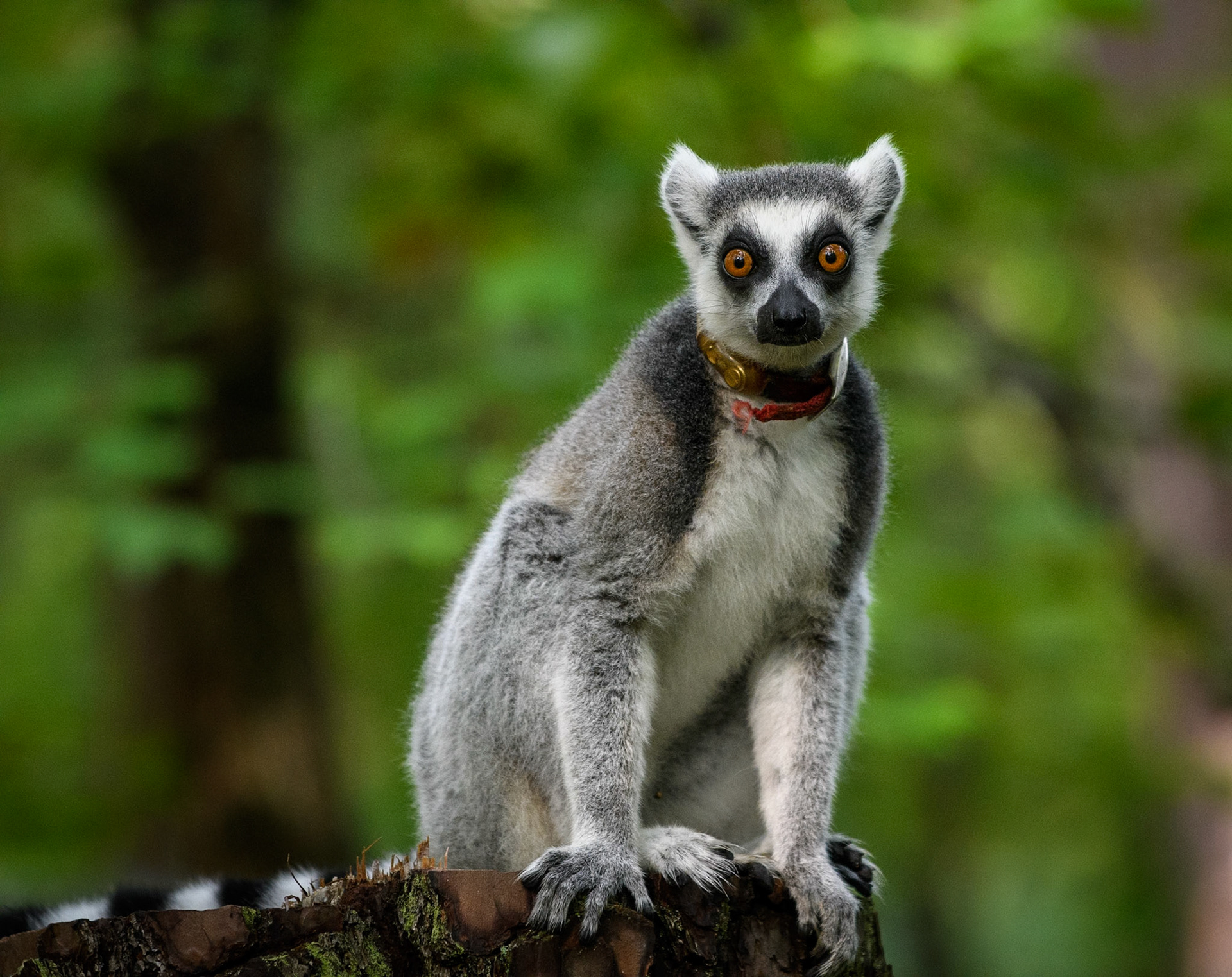 Duke Lemur Center