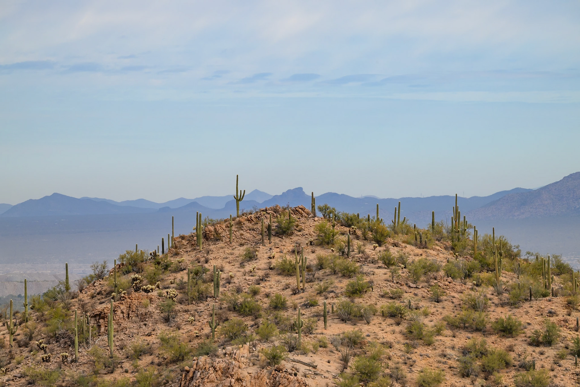 Saguaro National Park, Arizona