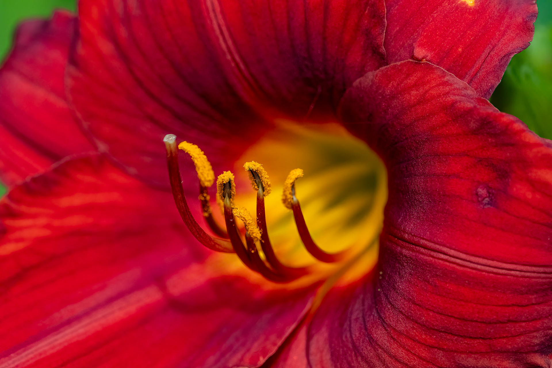 Lily