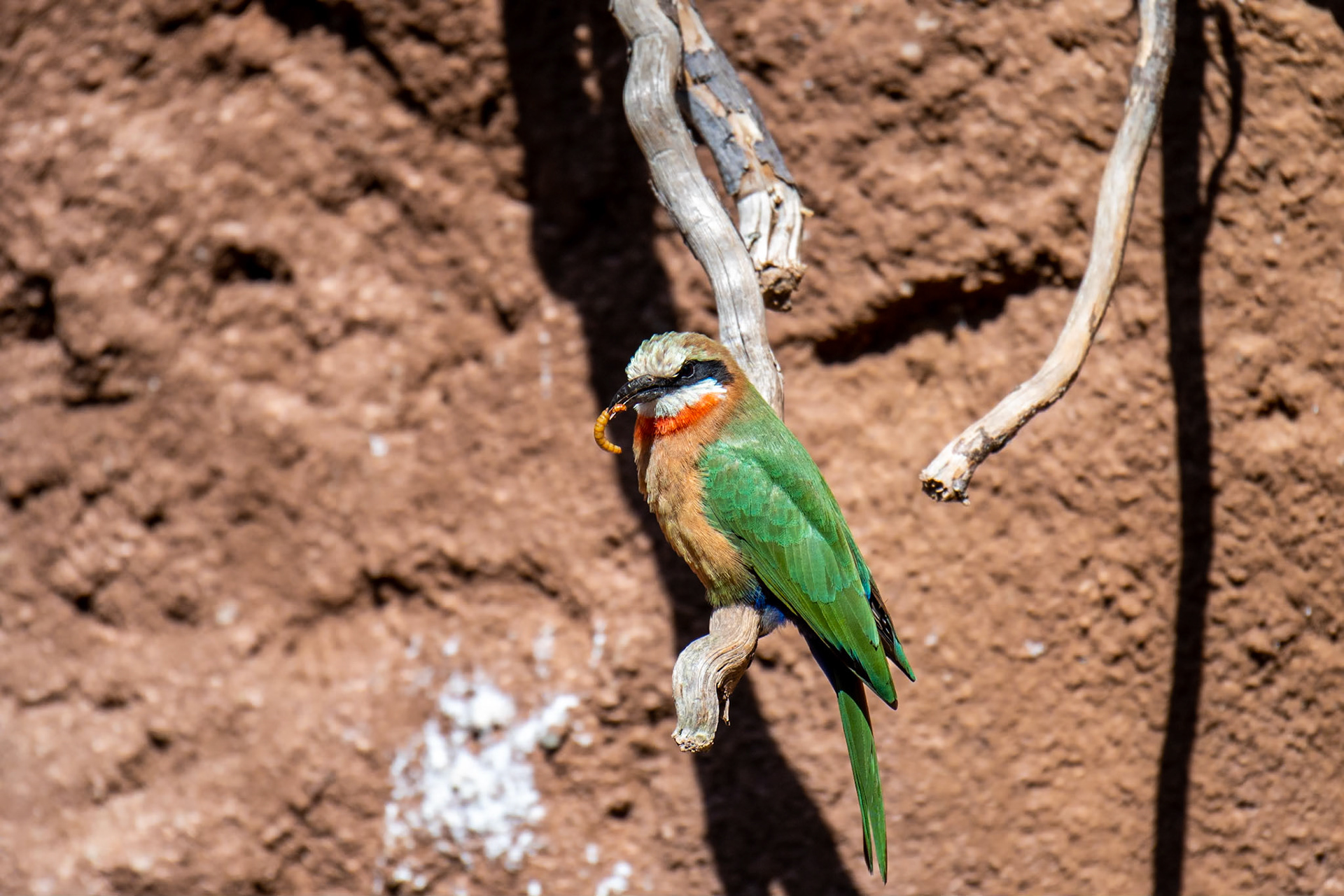 San Diego Zoo