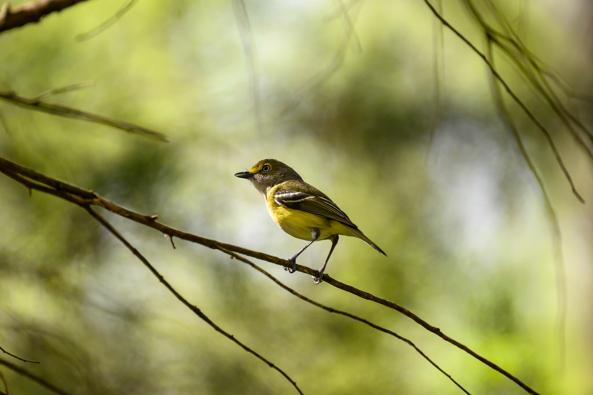 Brumley Nature Preserve