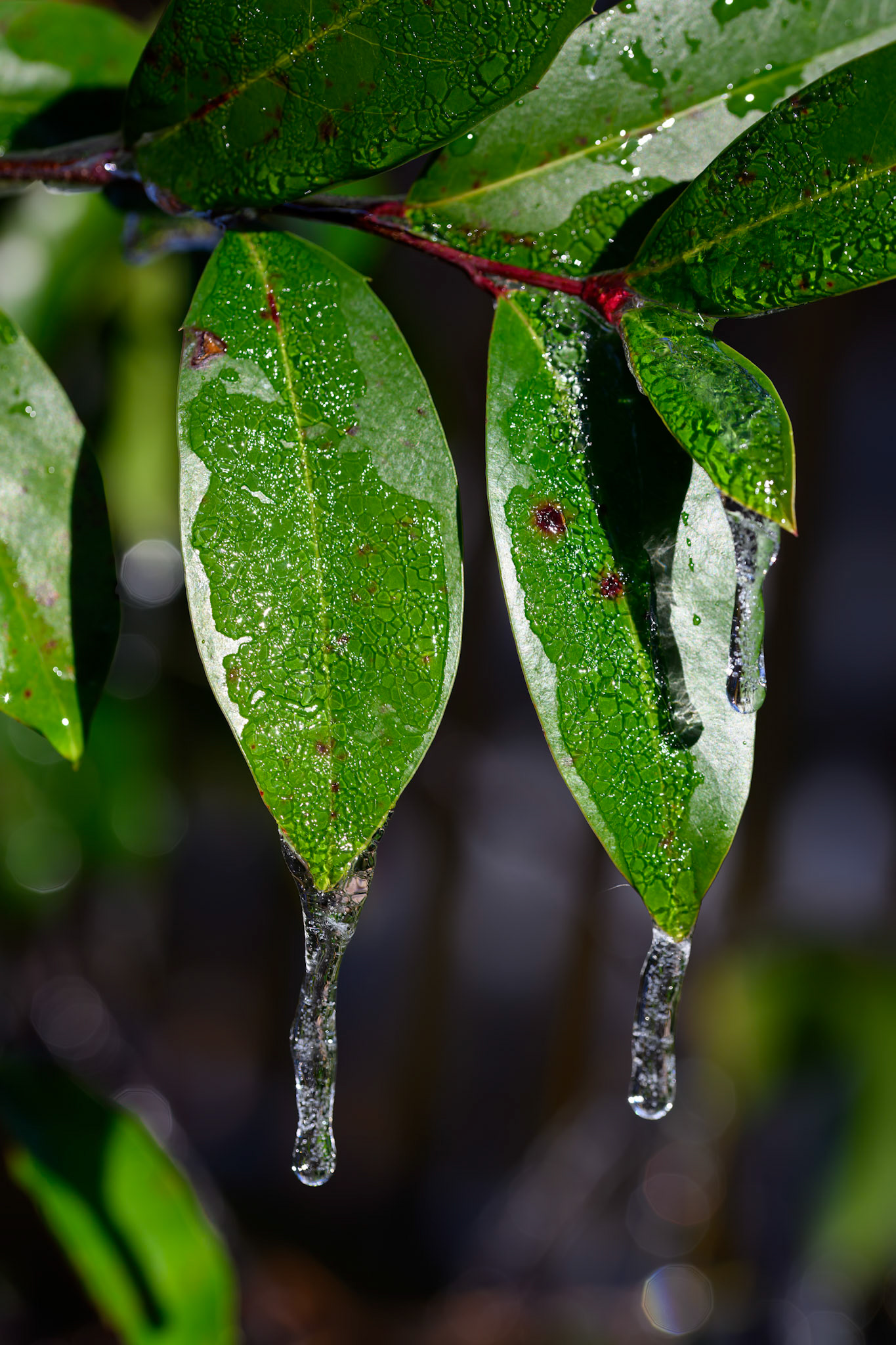 Icicles