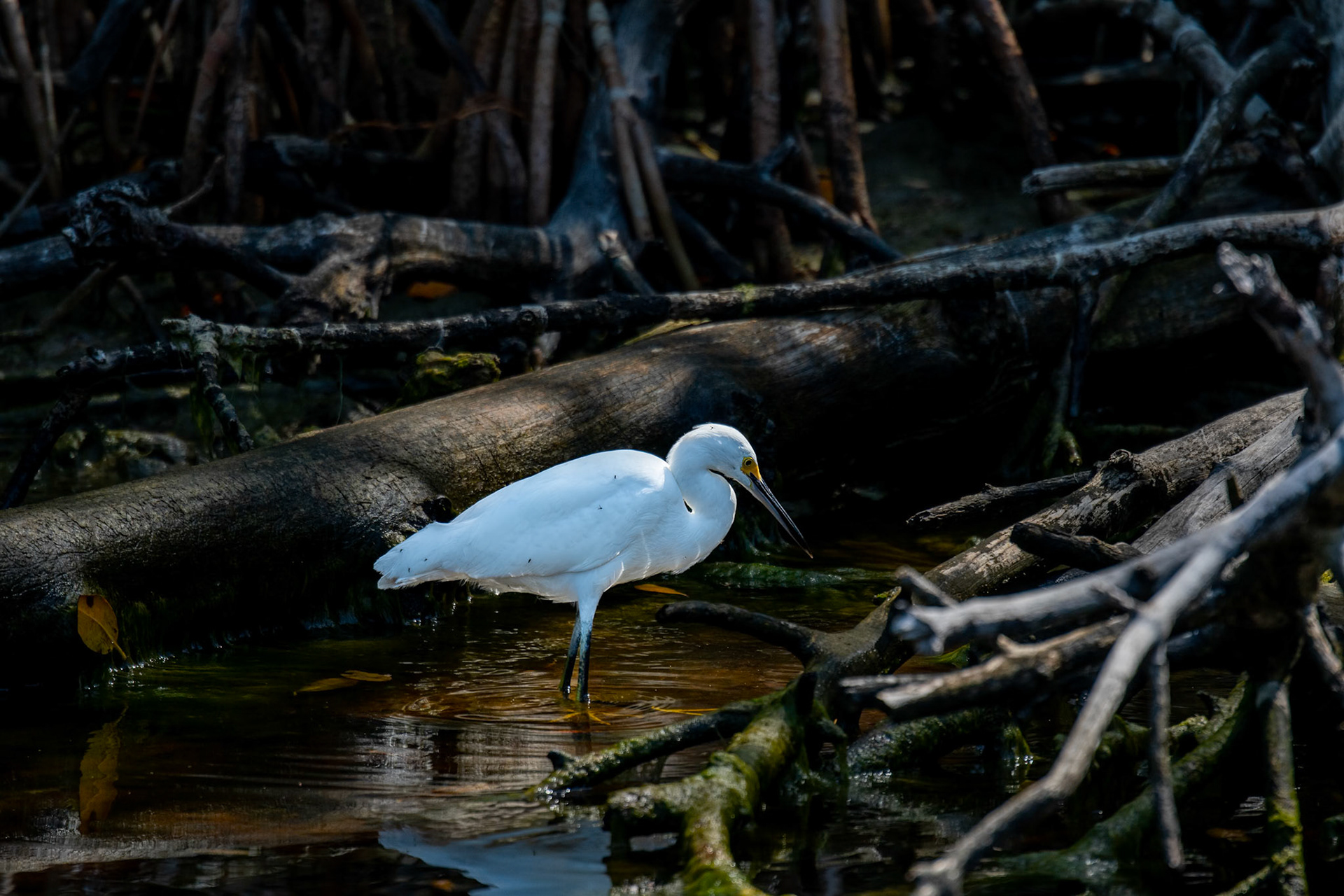 Everglades National Park, Florida