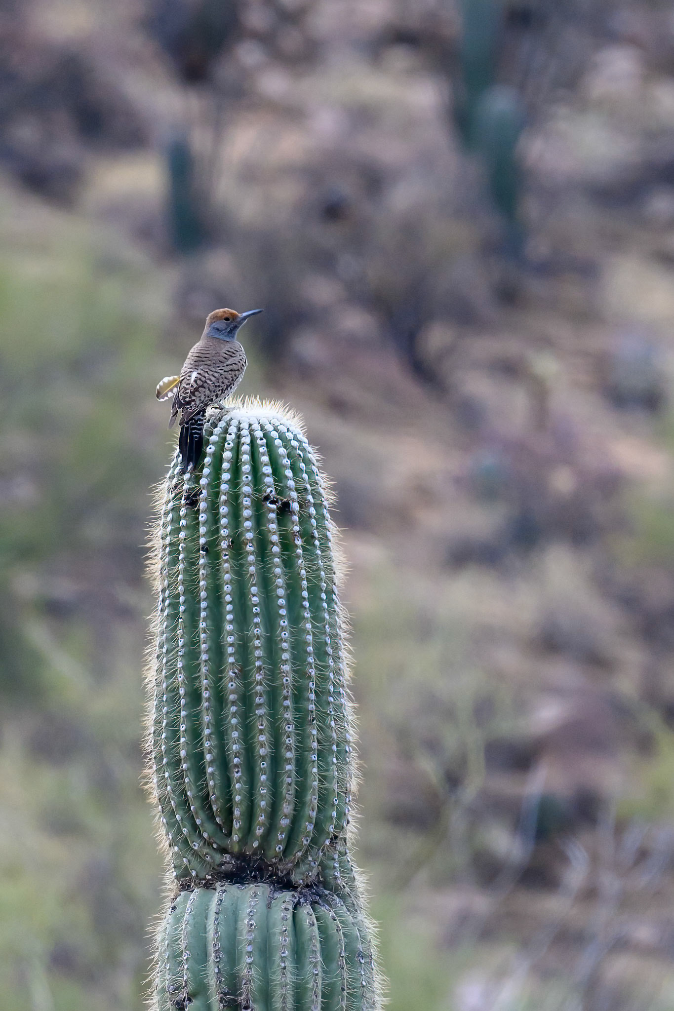 Saguaro National Park, Arizona