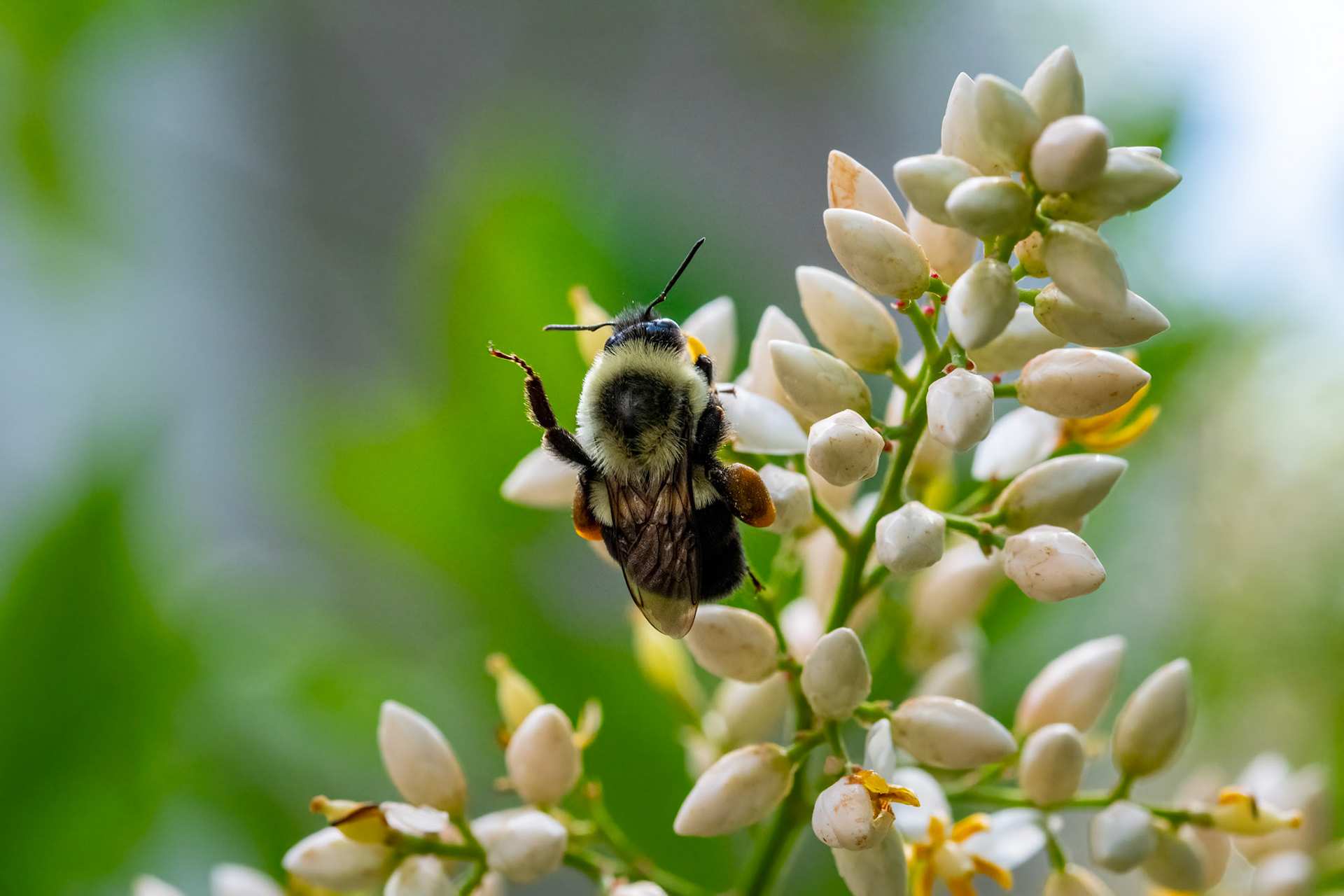 Bees