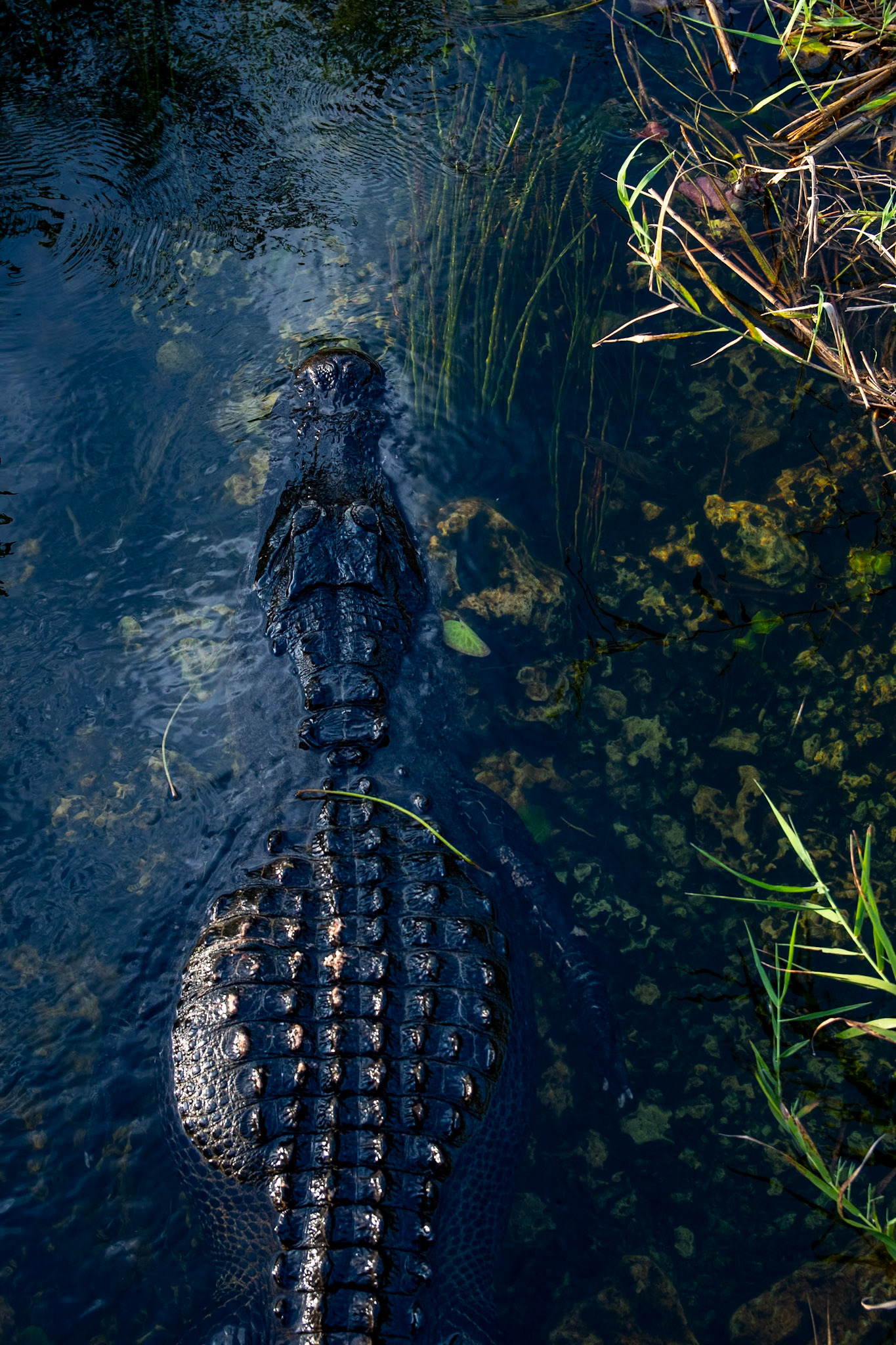 Everglades National Park, Florida