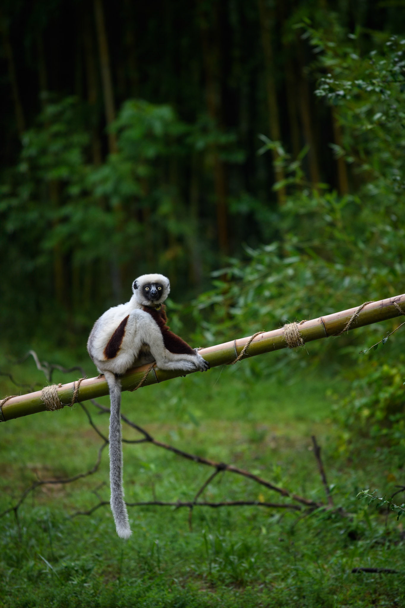 Duke Lemur Center
