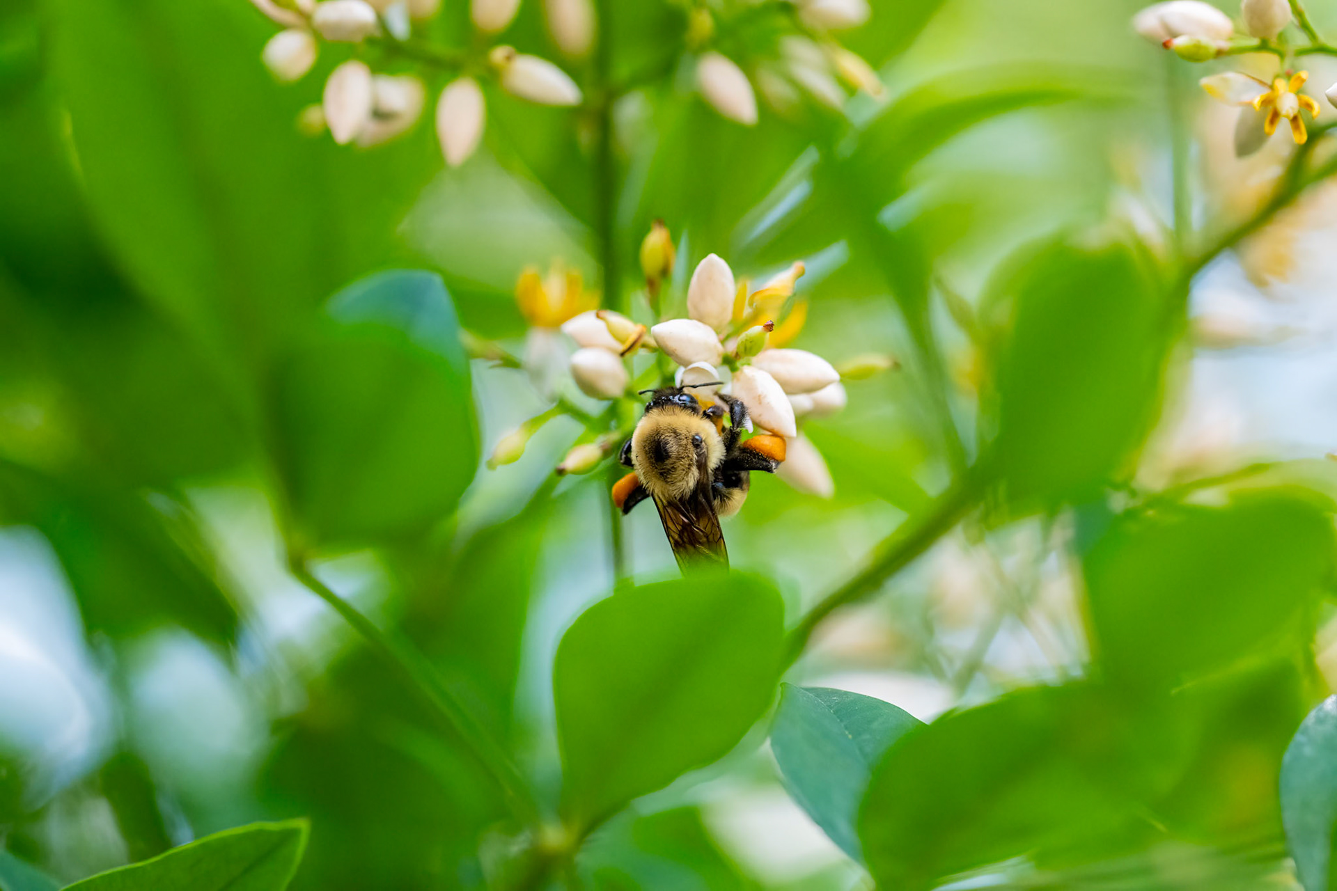 Bees