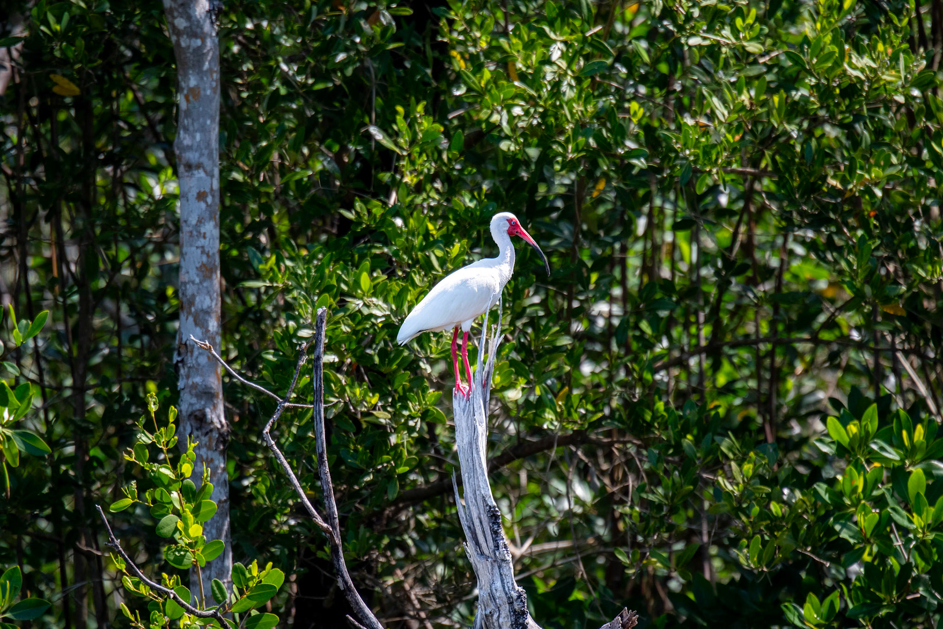 Everglades National Park, Florida