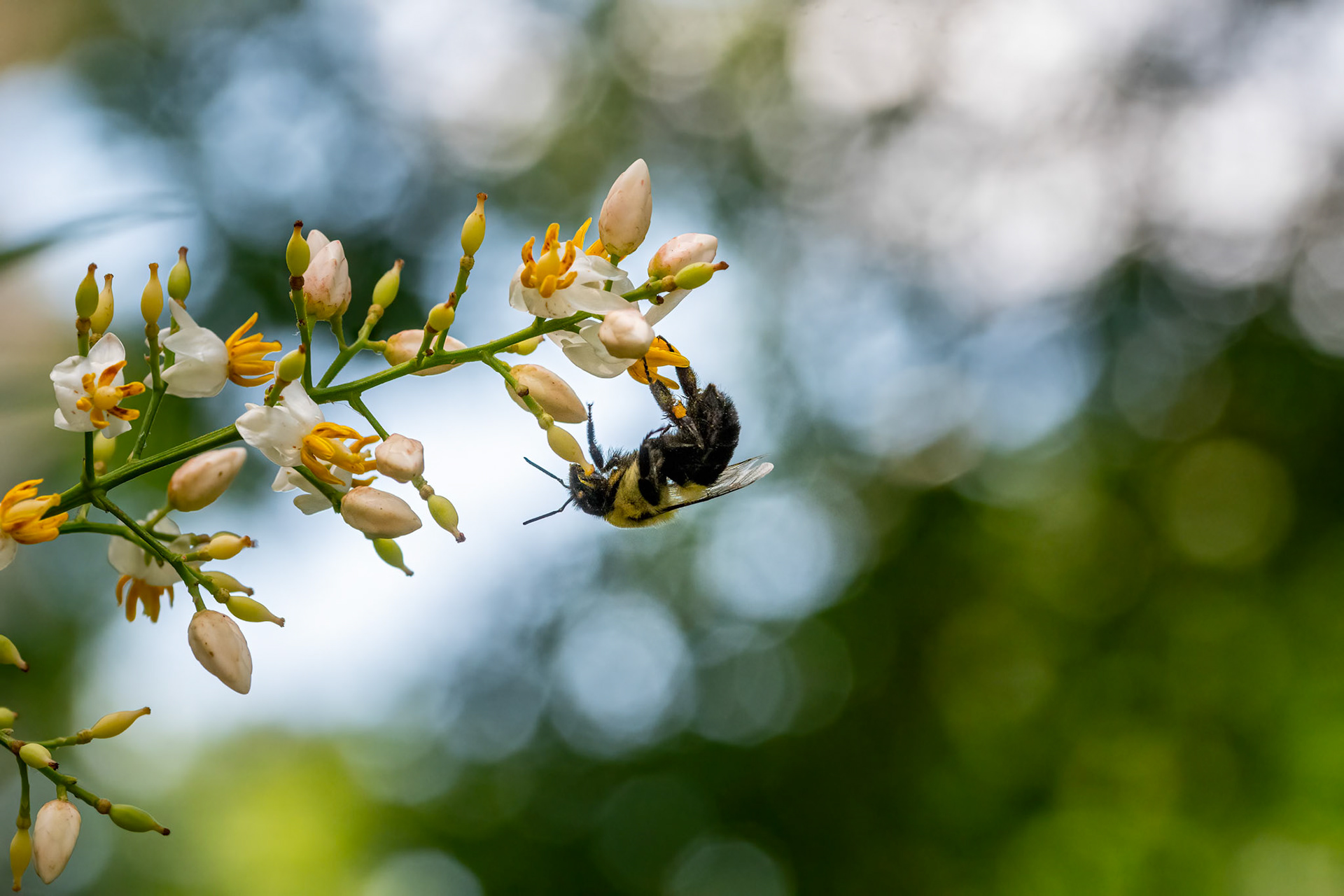 Bees
