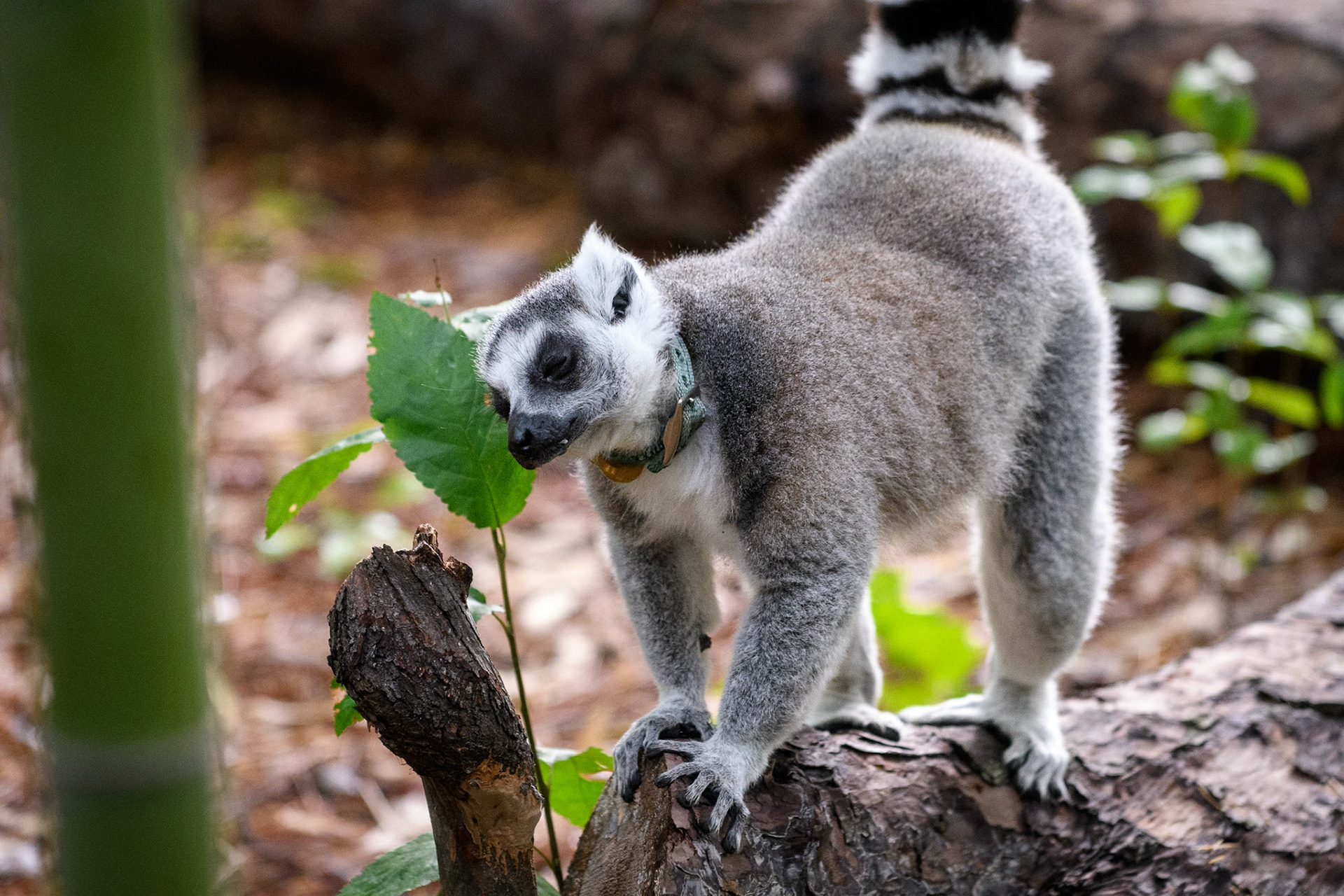 Duke Lemur Center