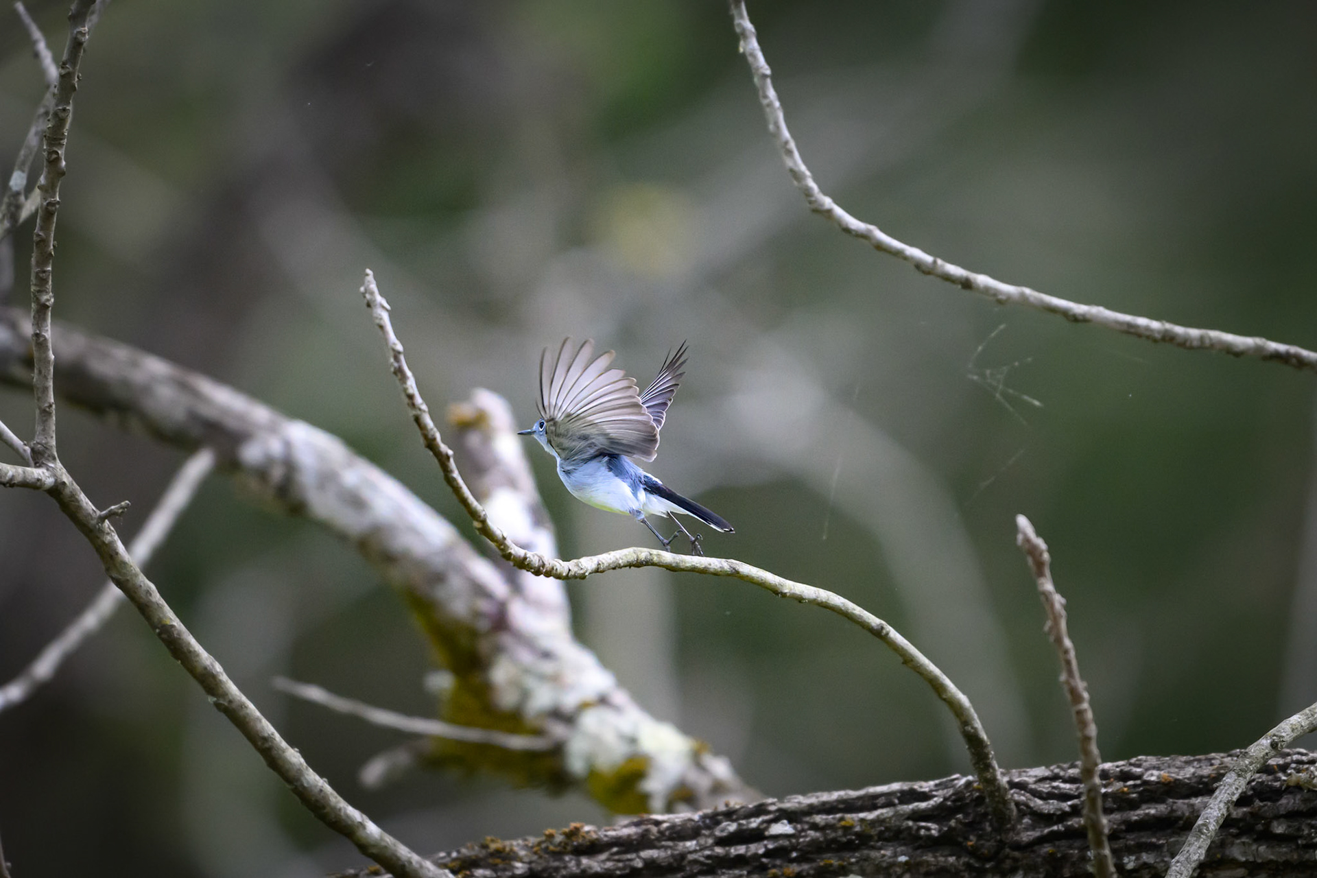 Brumley Nature Preserve