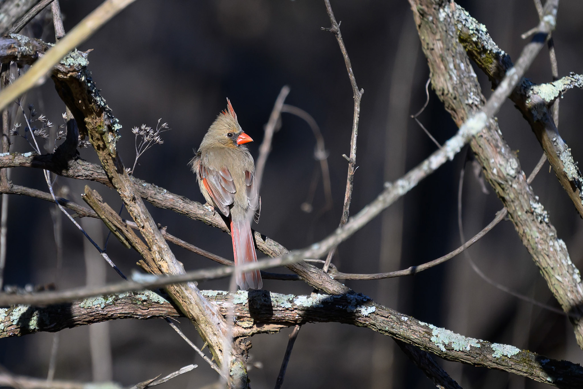 Brumley Nature Preserve