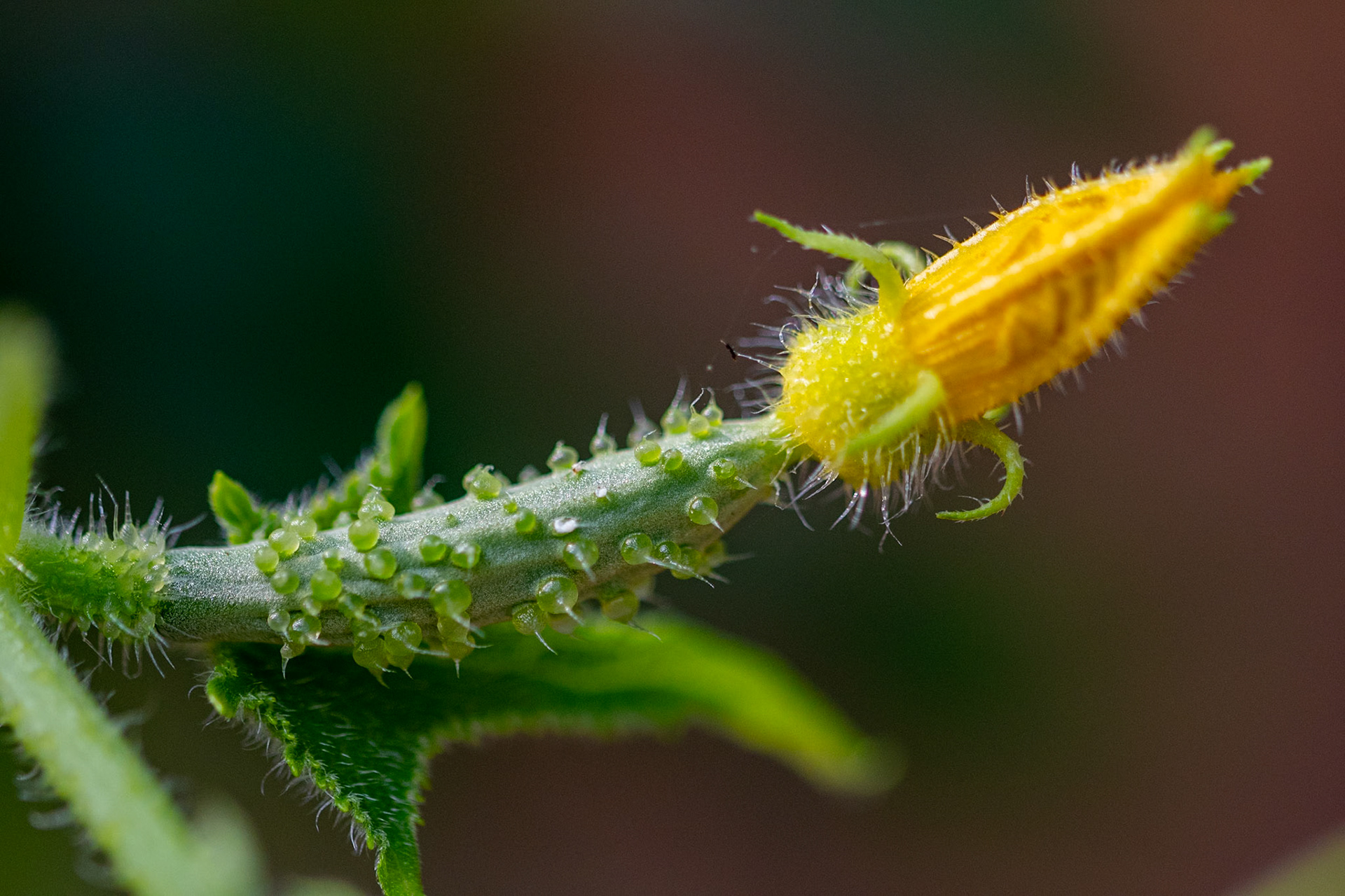 Cucumber