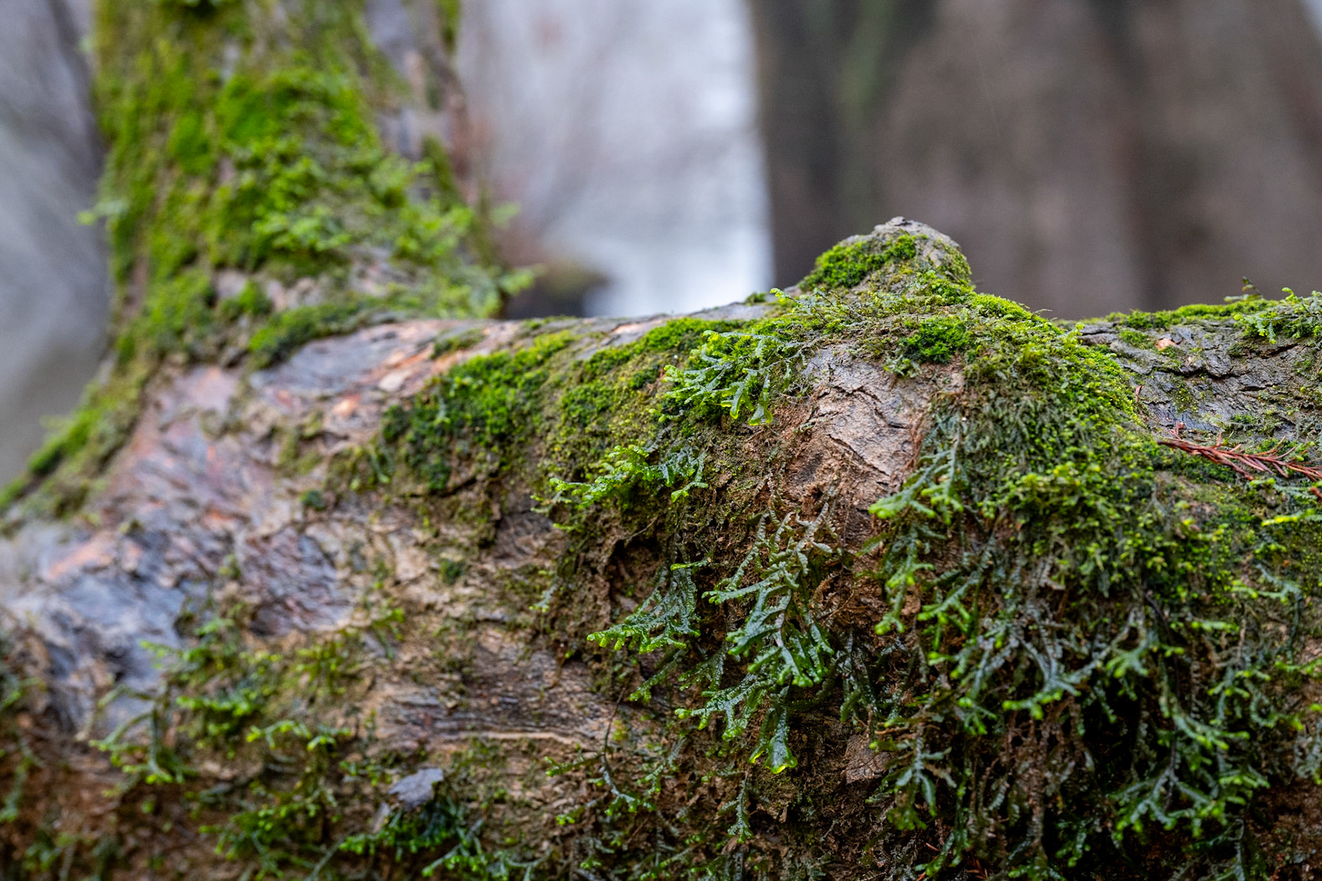 Congaree National Park