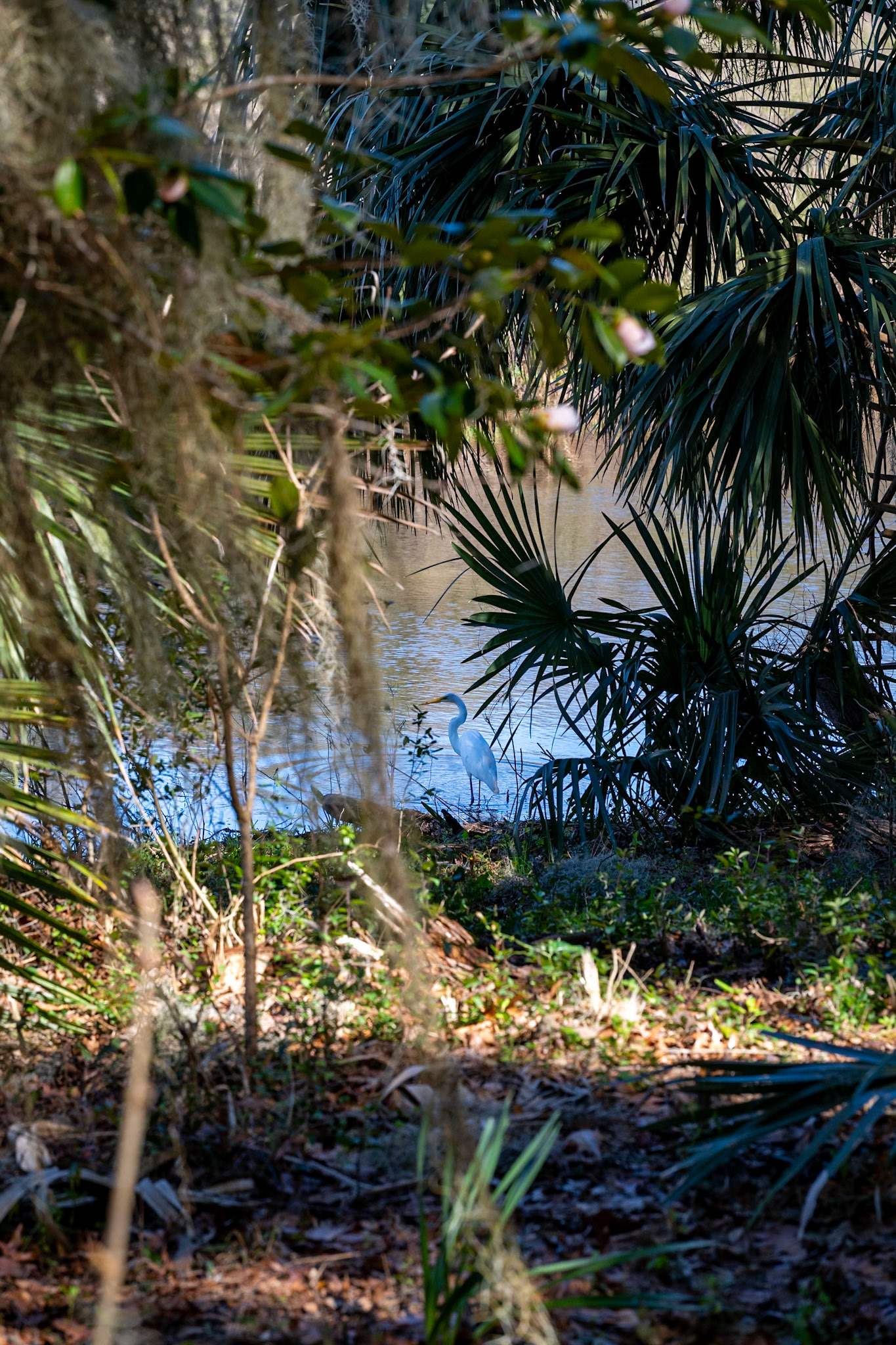 Magnolia Plantation and Gardens