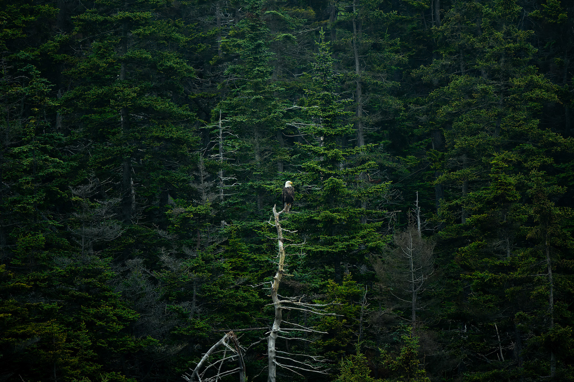 Bald Eagle at Schoodic Peninsula