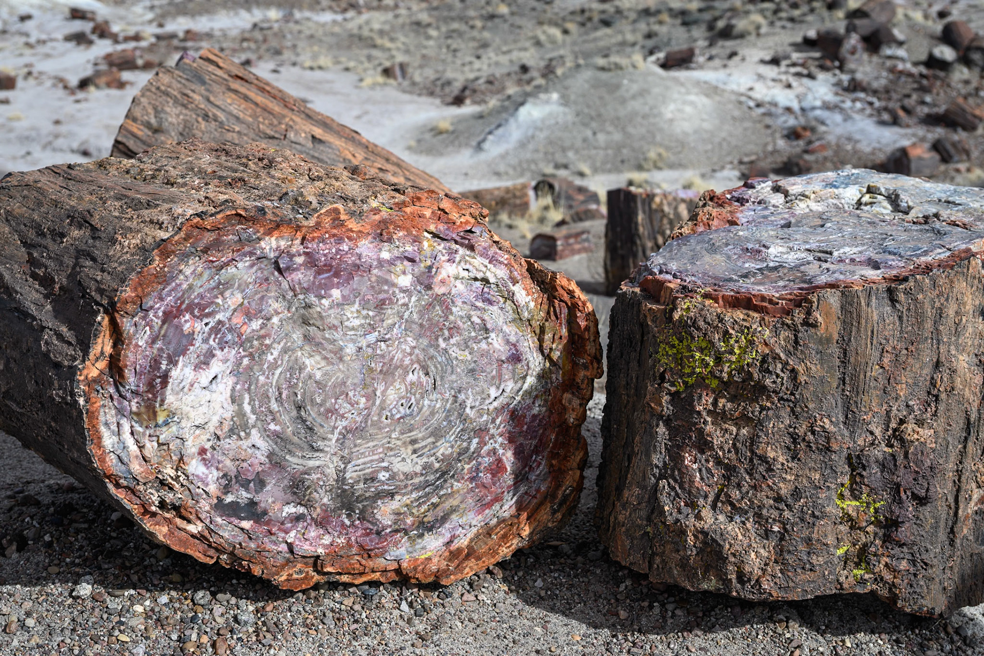 Petrified Forest National Park, Arizona