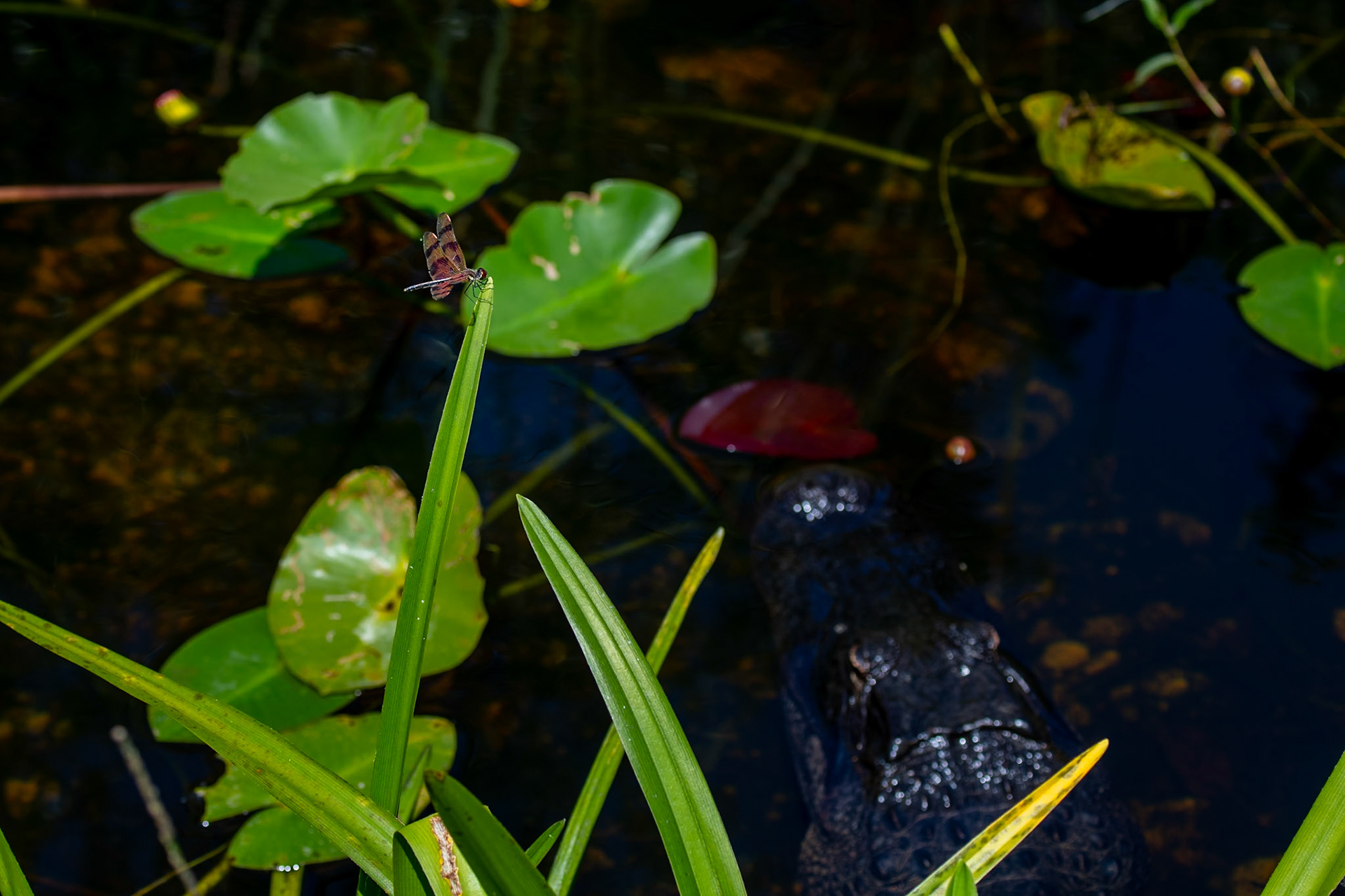 Everglades National Park, Florida