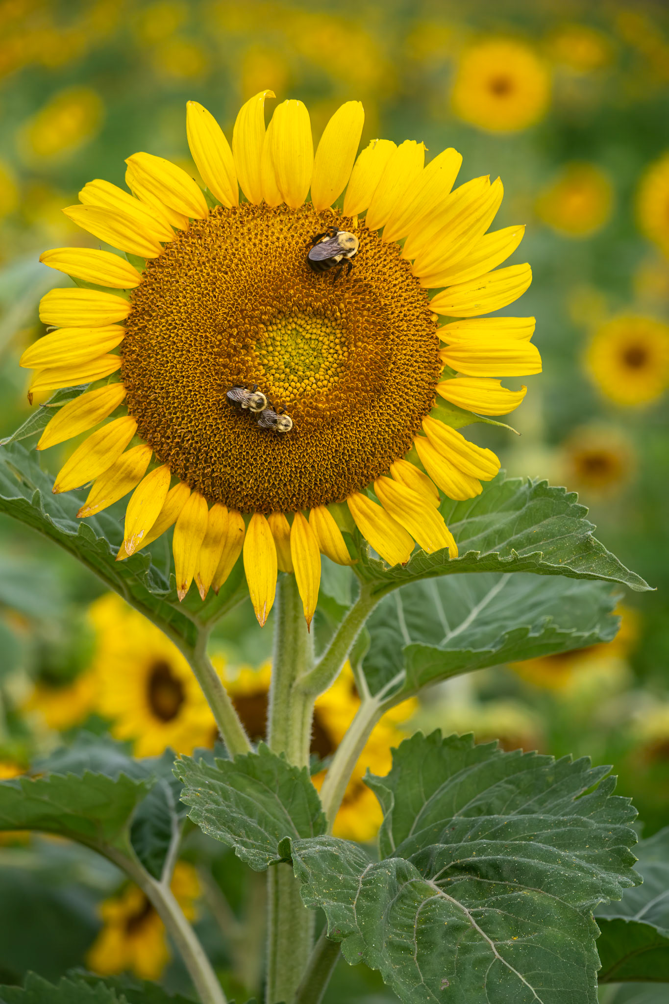 Dorothea Dix Sunflowers