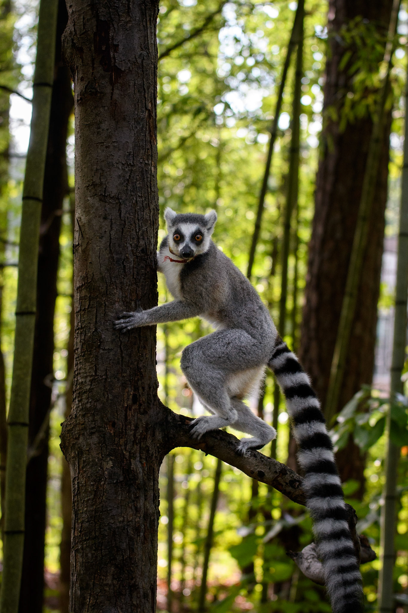 Duke Lemur Center