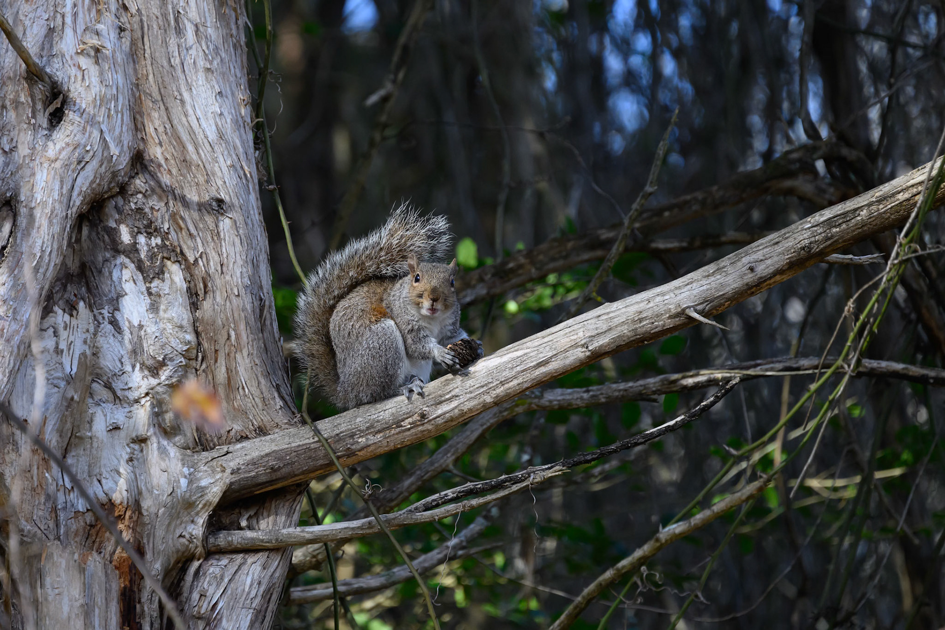 Brumley Nature Preserve