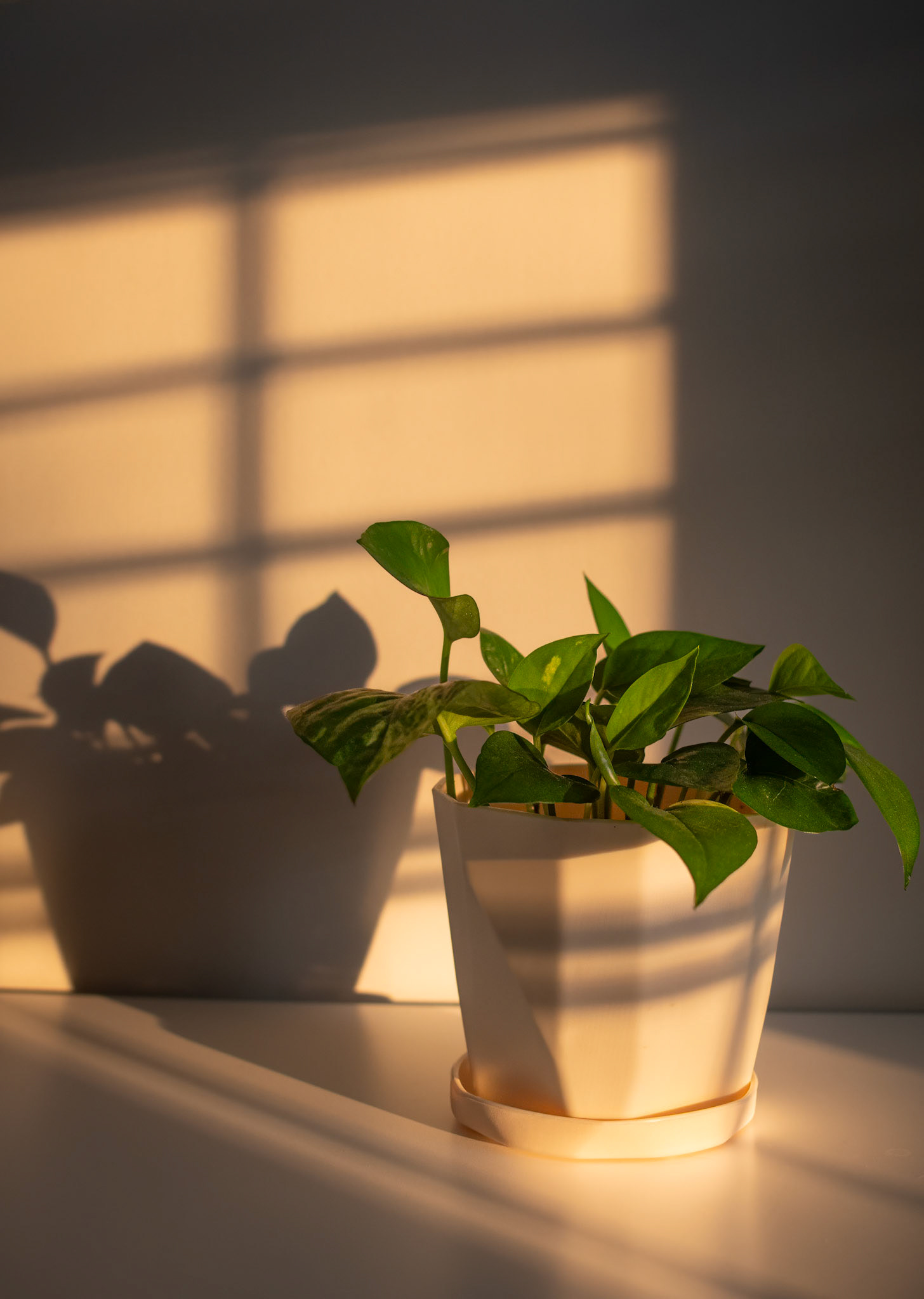 Pothos