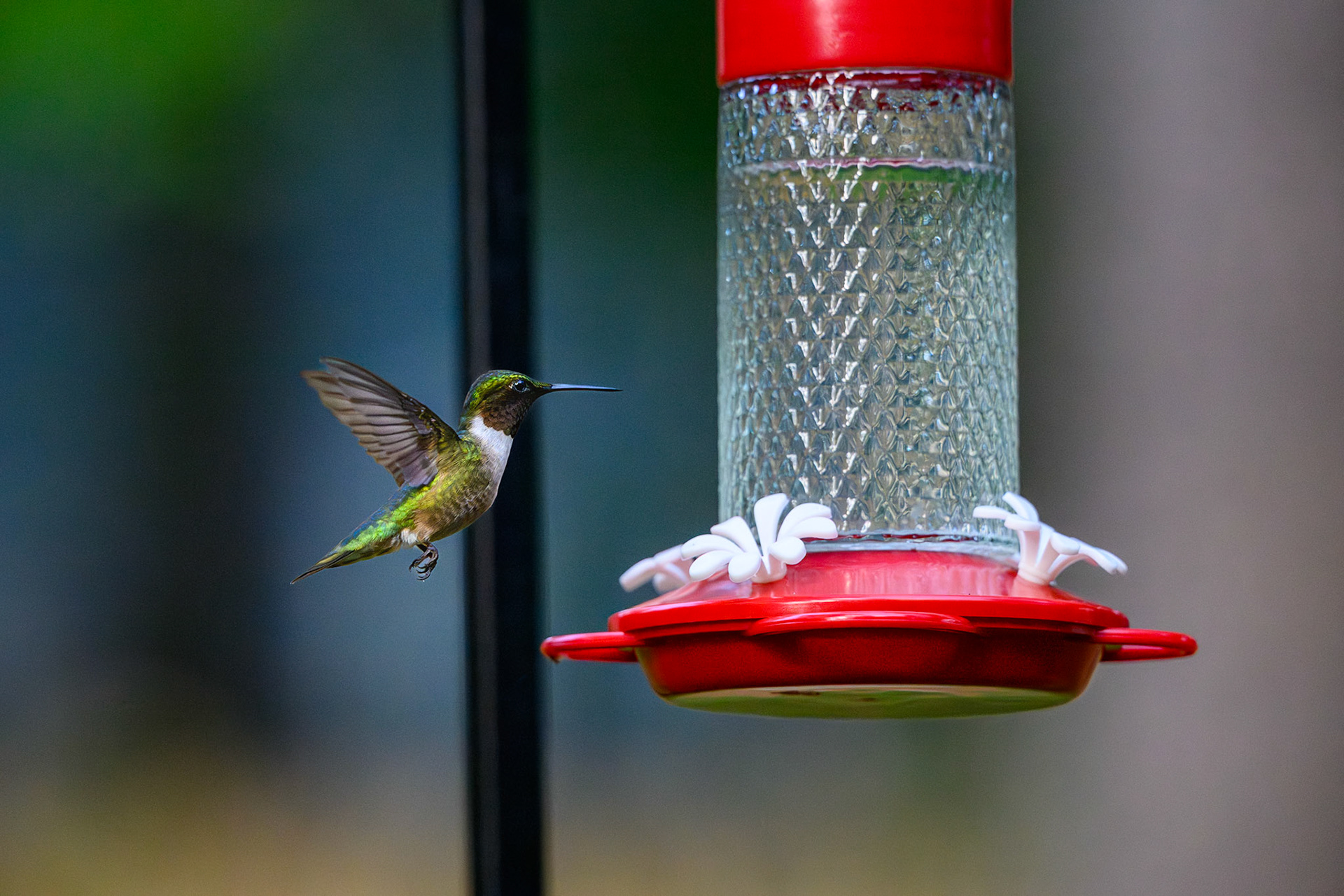 Hummingbird