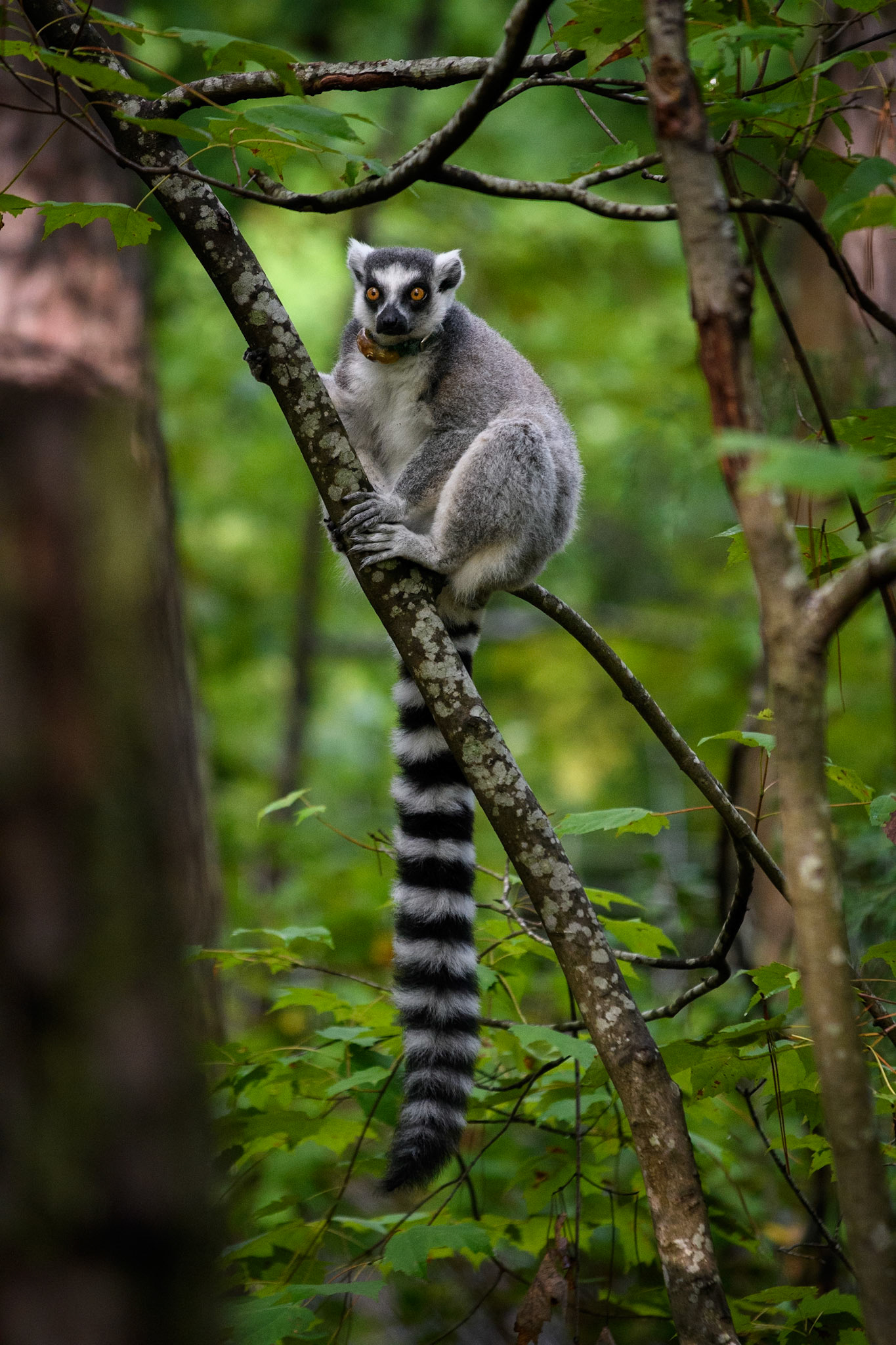 Duke Lemur Center