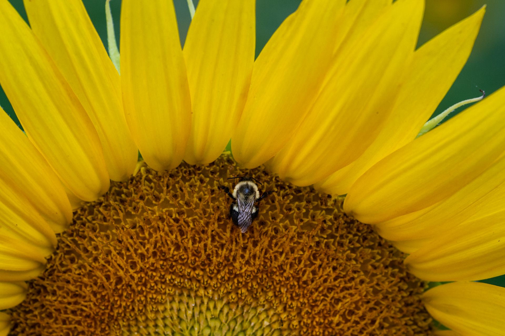 Dorothea Dix Sunflowers