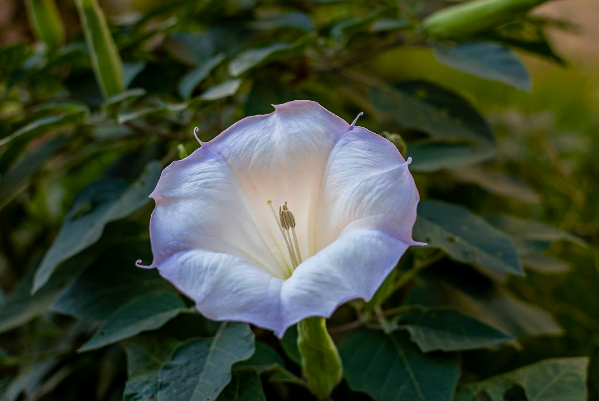 Datura, aka "Zion Lily"