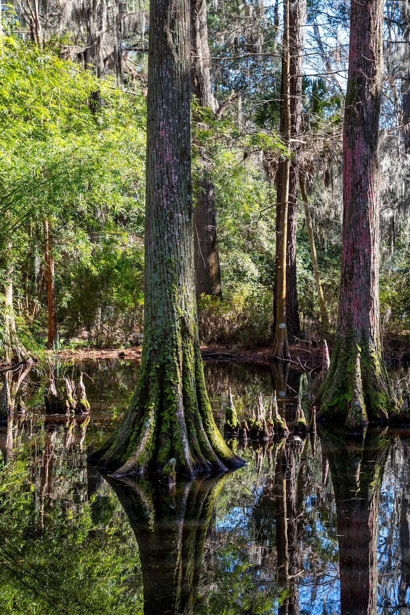 Magnolia Plantation and Gardens
