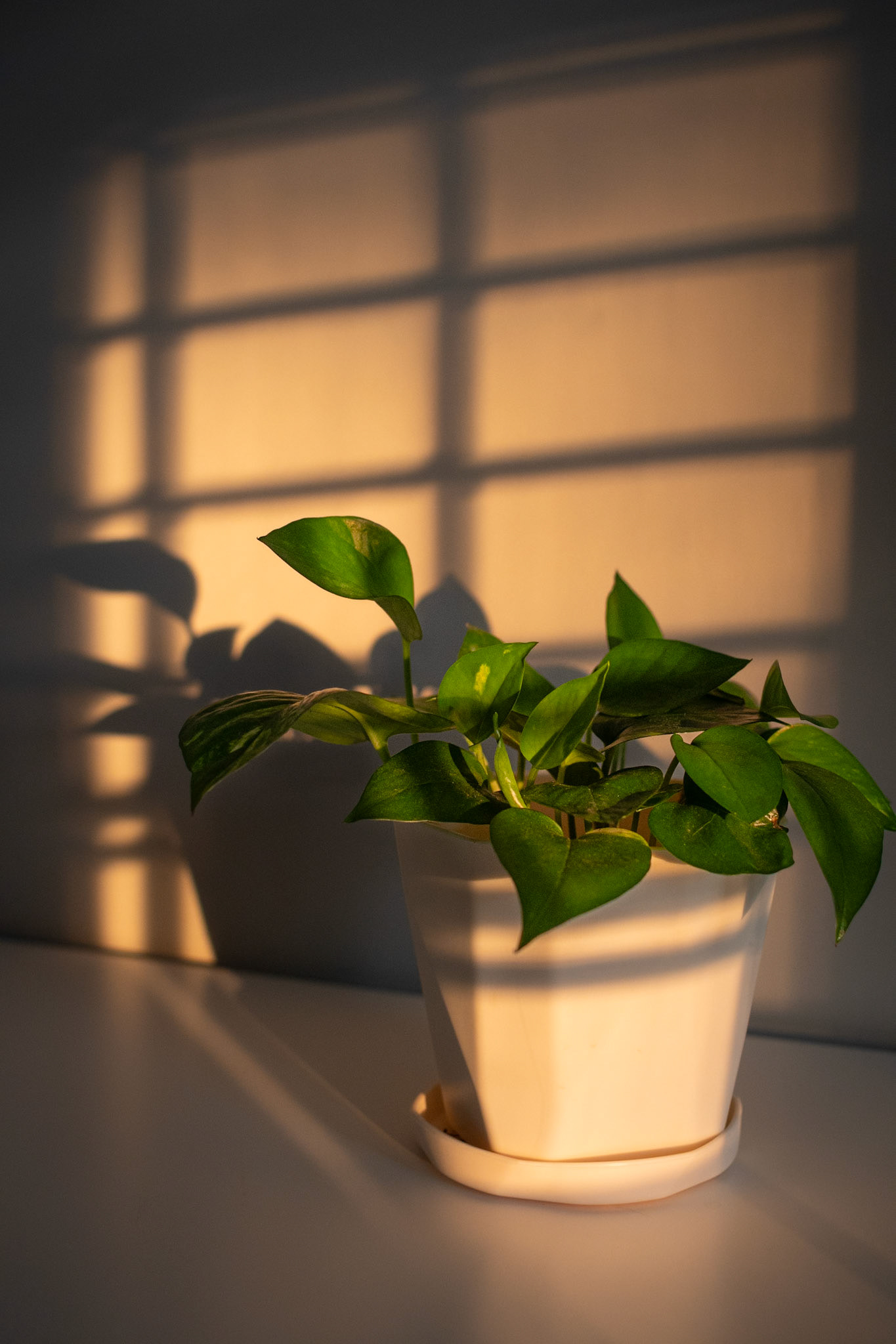 Pothos